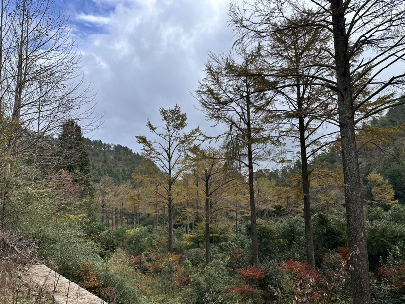 秋雨微凉2024.11.09 十字裤秋景