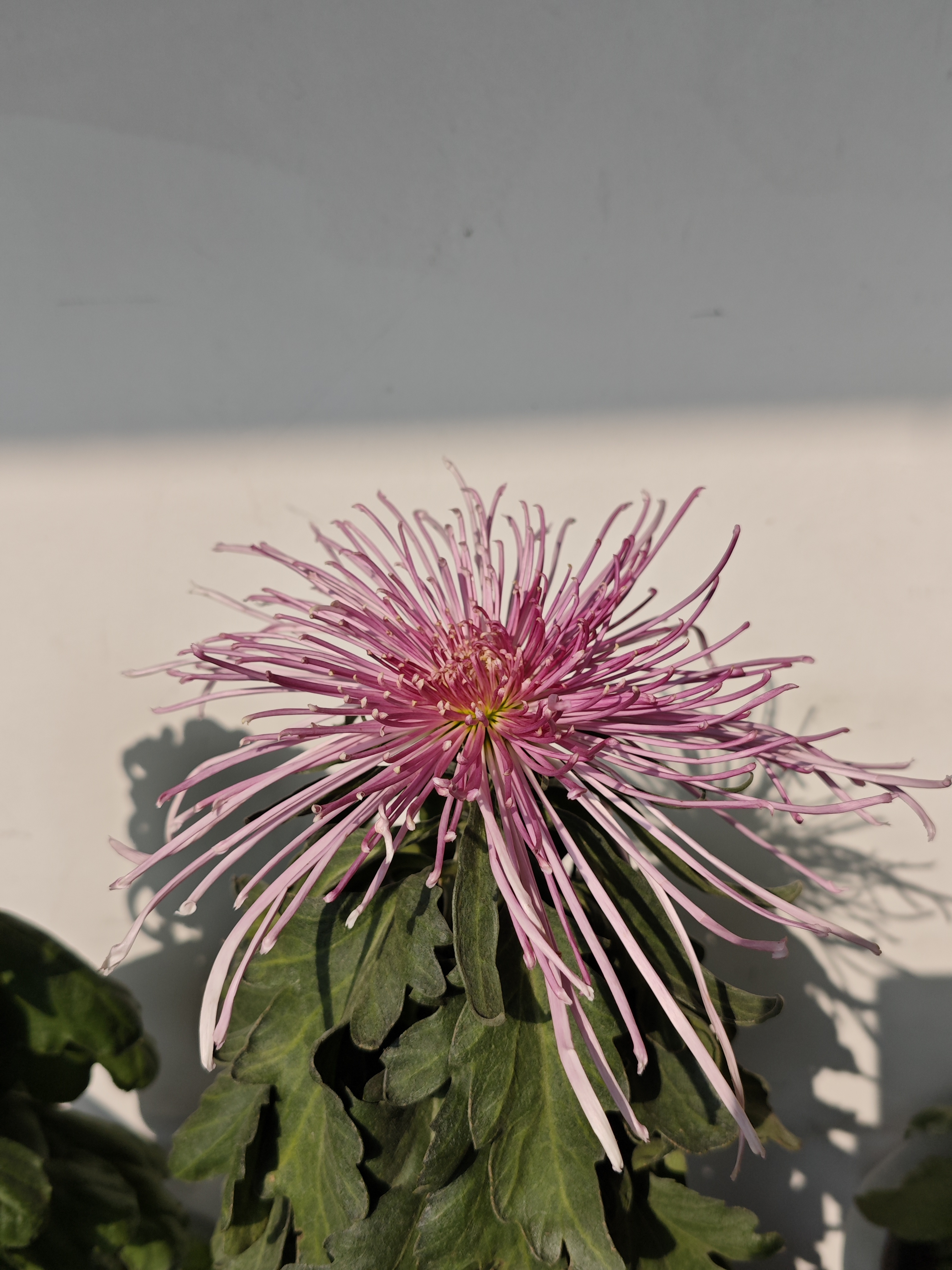 杭州植物园赏菊