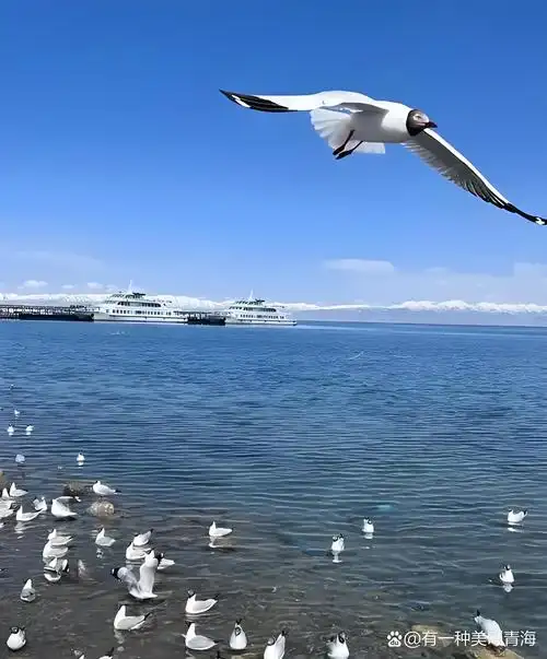 肯尼亚森林公园