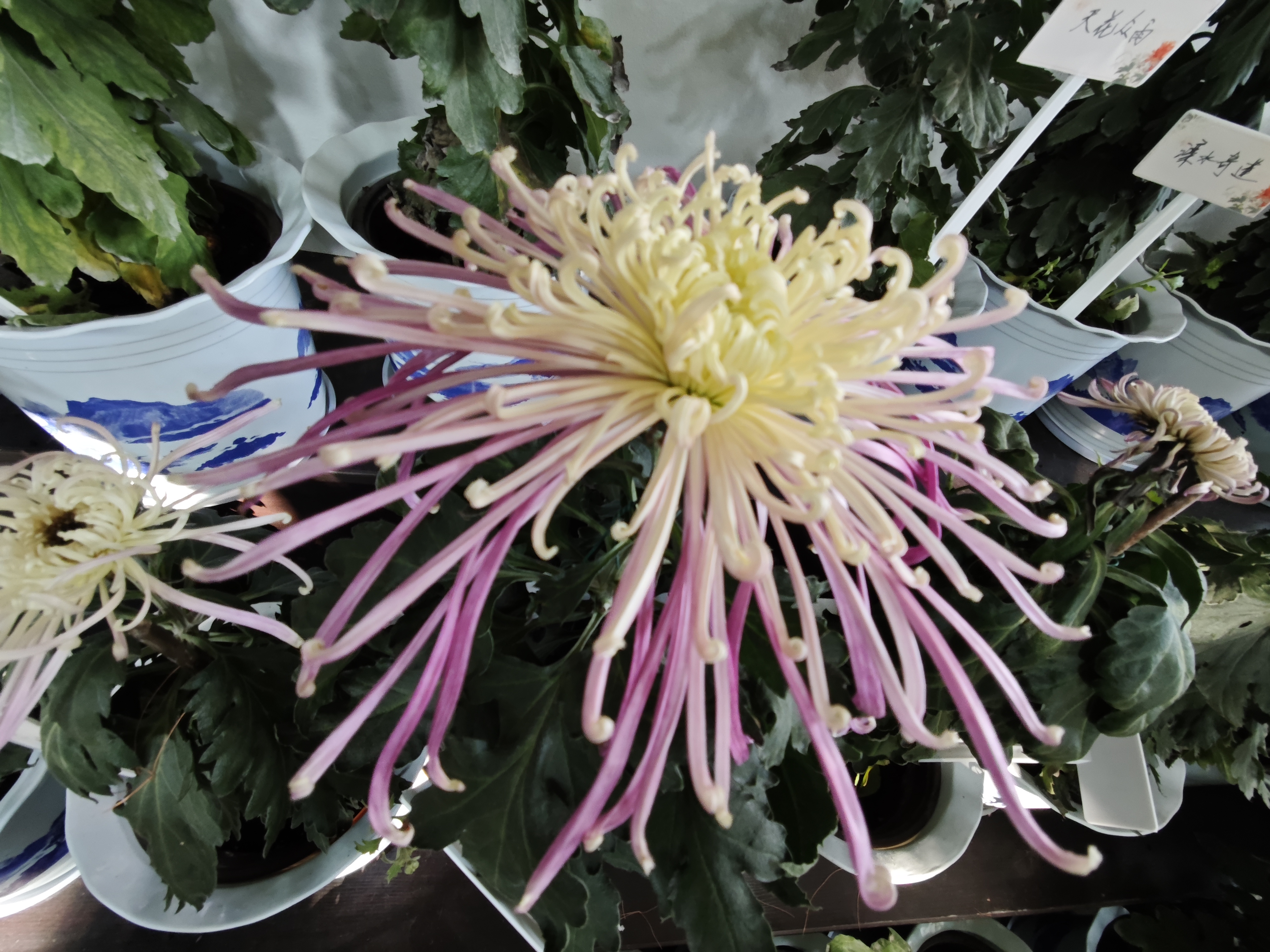 杭州植物园赏菊