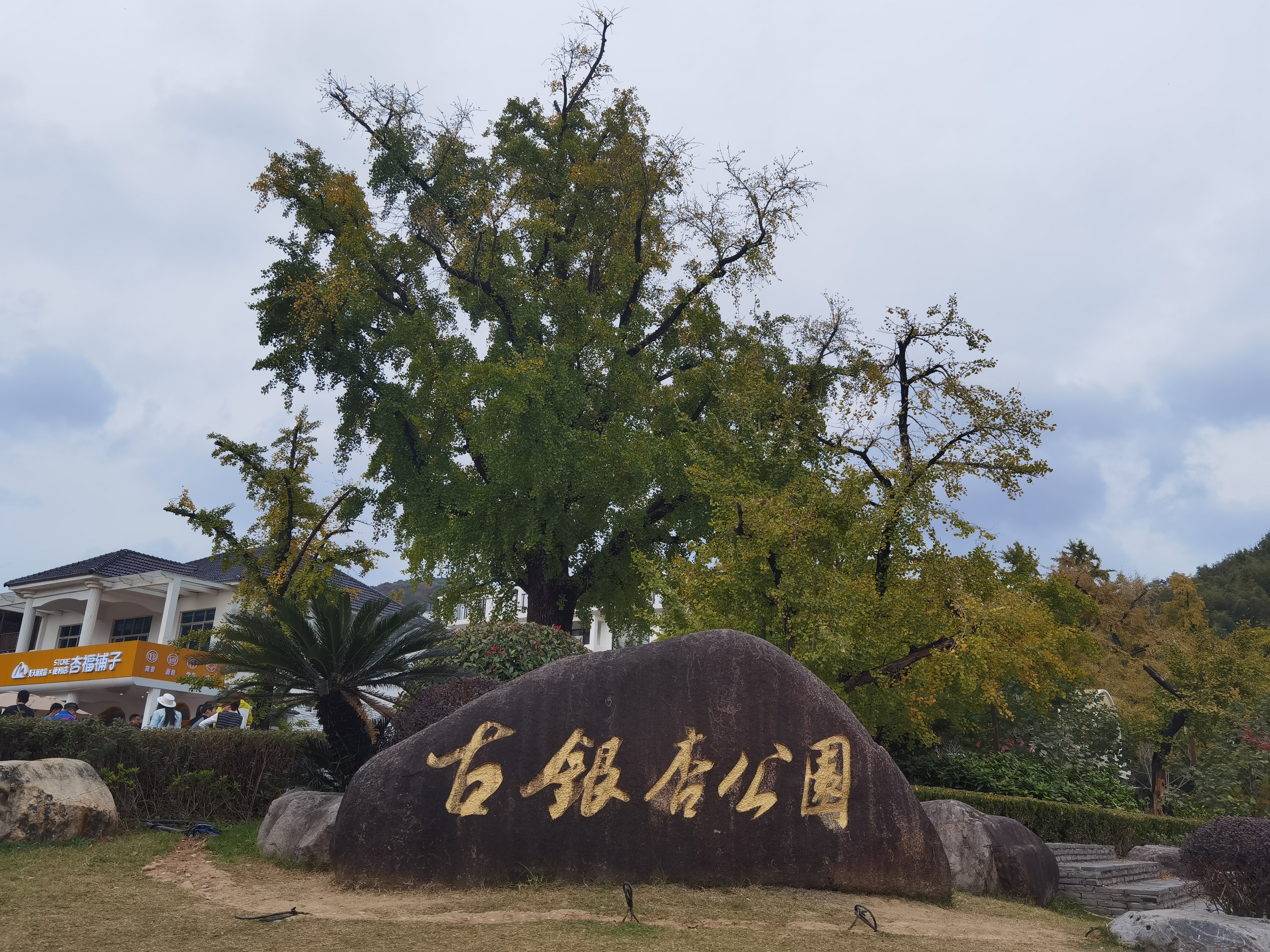 长兴银杏长廊
