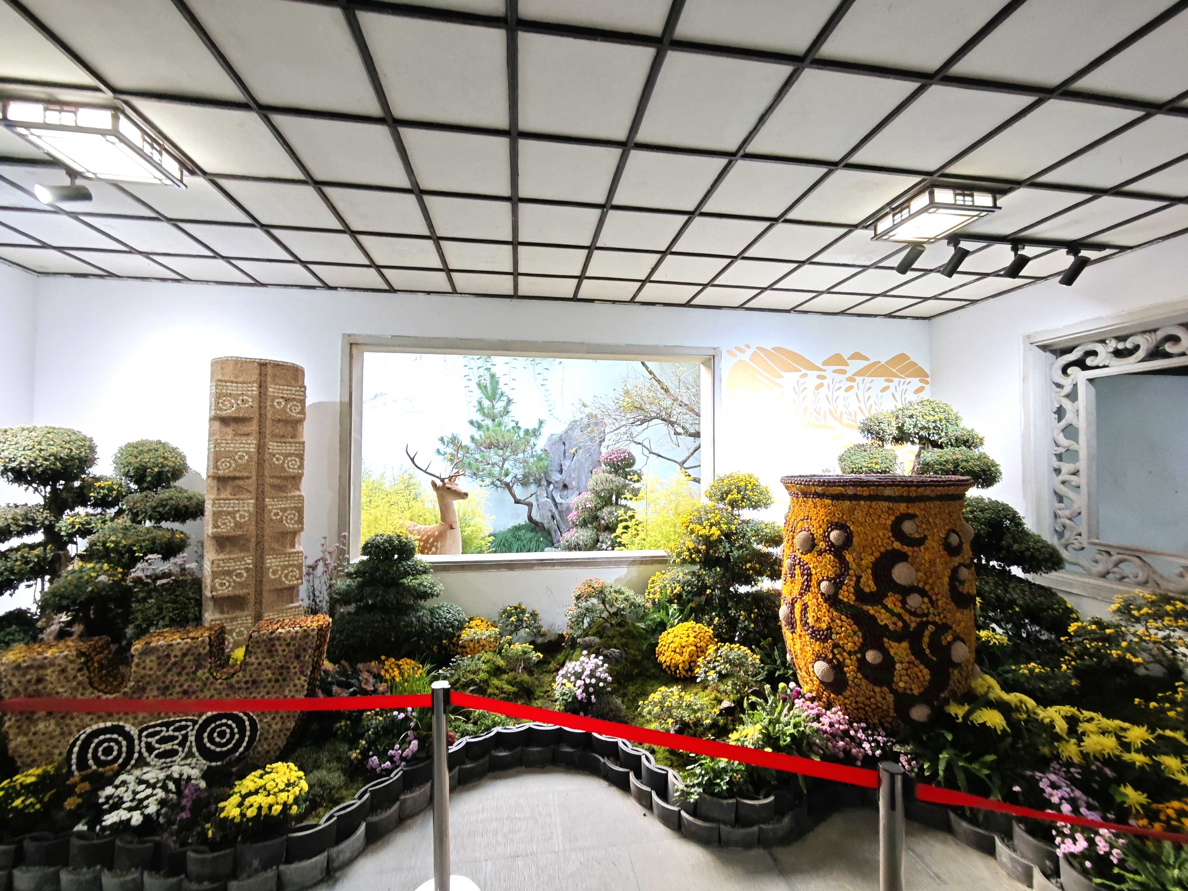 杭州植物园赏菊