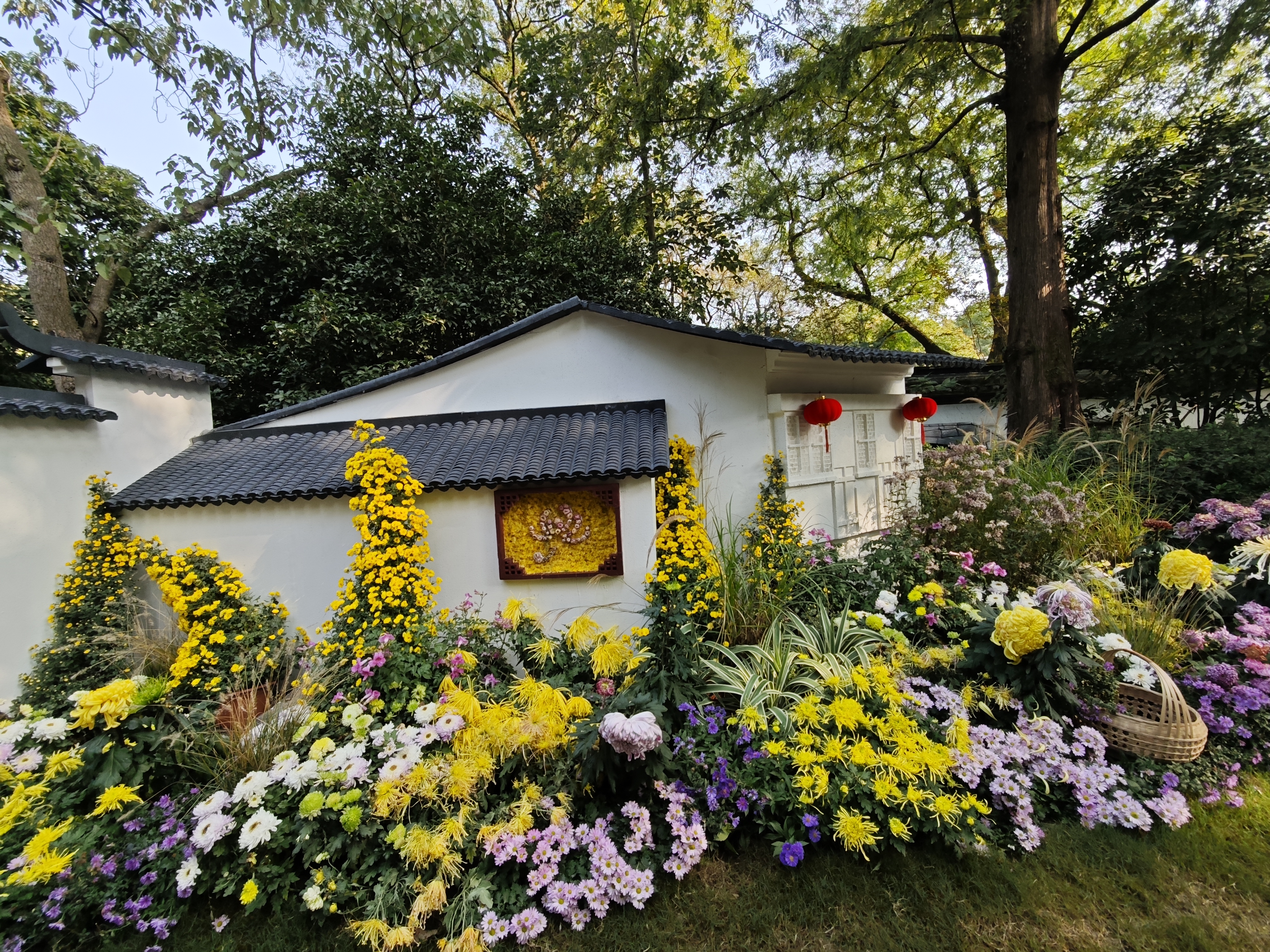 杭州植物园赏菊