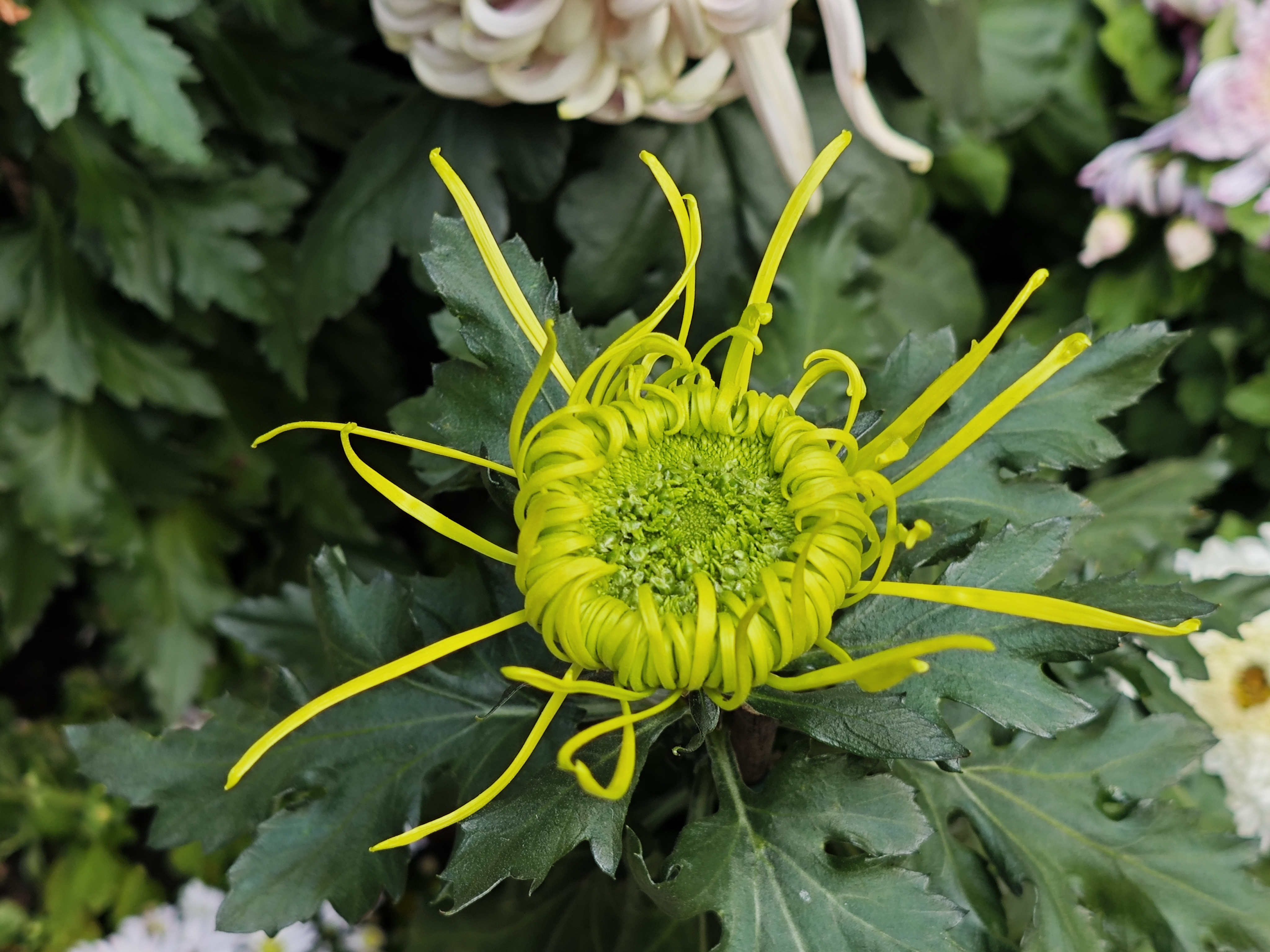 杭州植物园赏菊