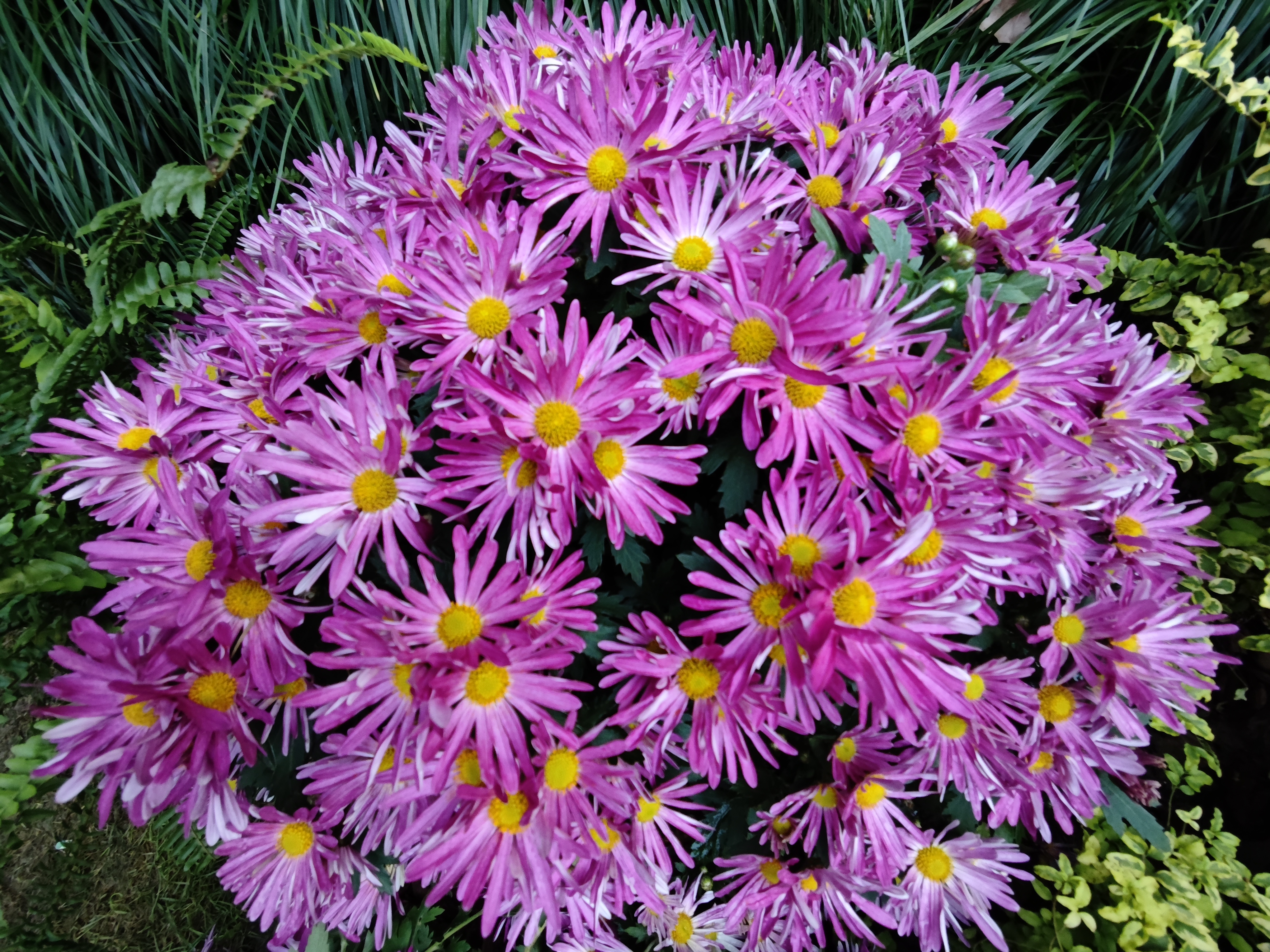 杭州植物园赏菊