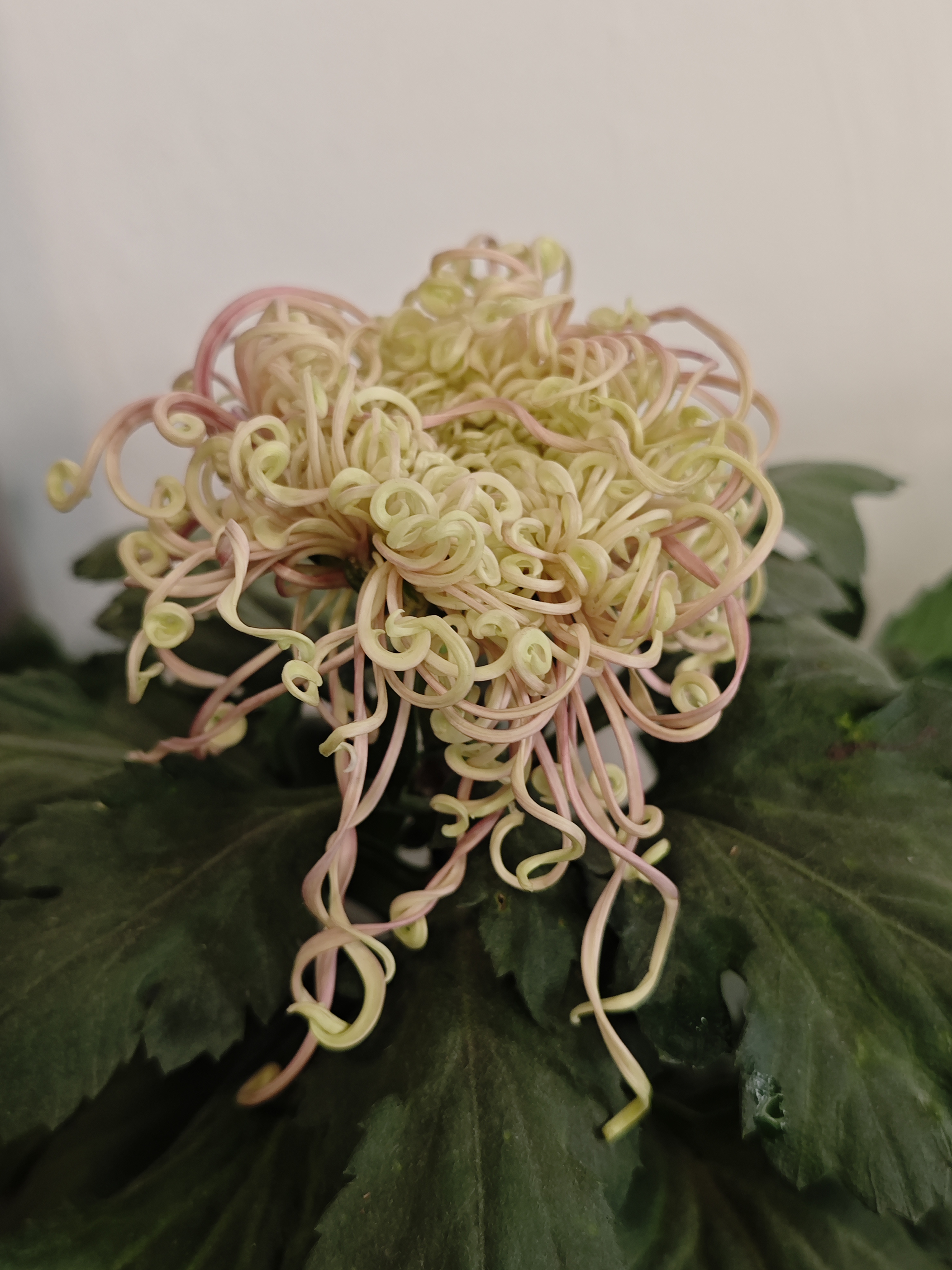 杭州植物园赏菊
