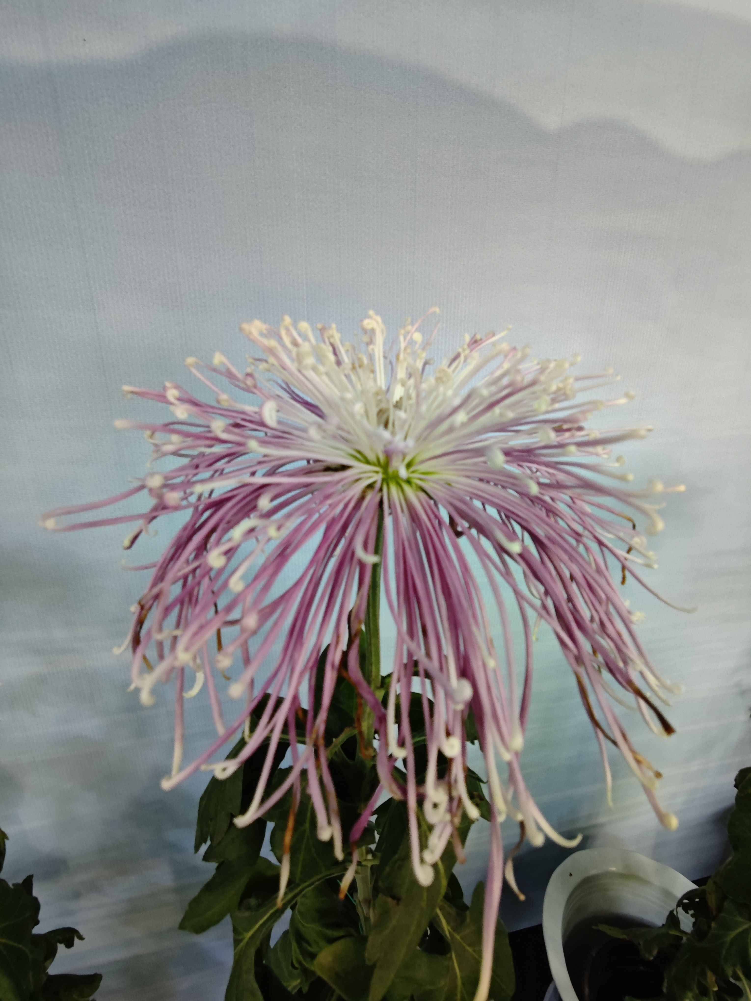 杭州植物园赏菊