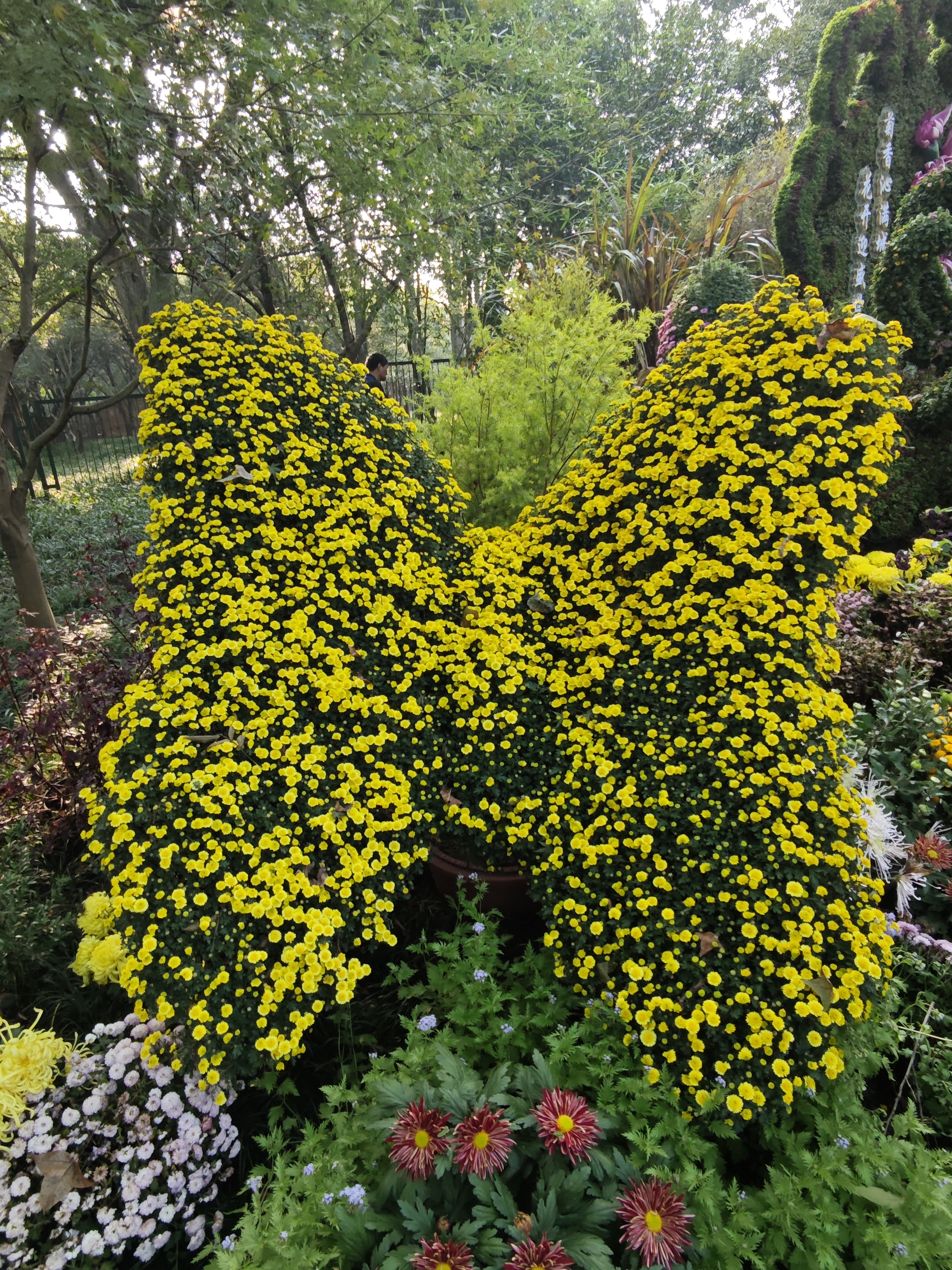 杭州植物园赏菊