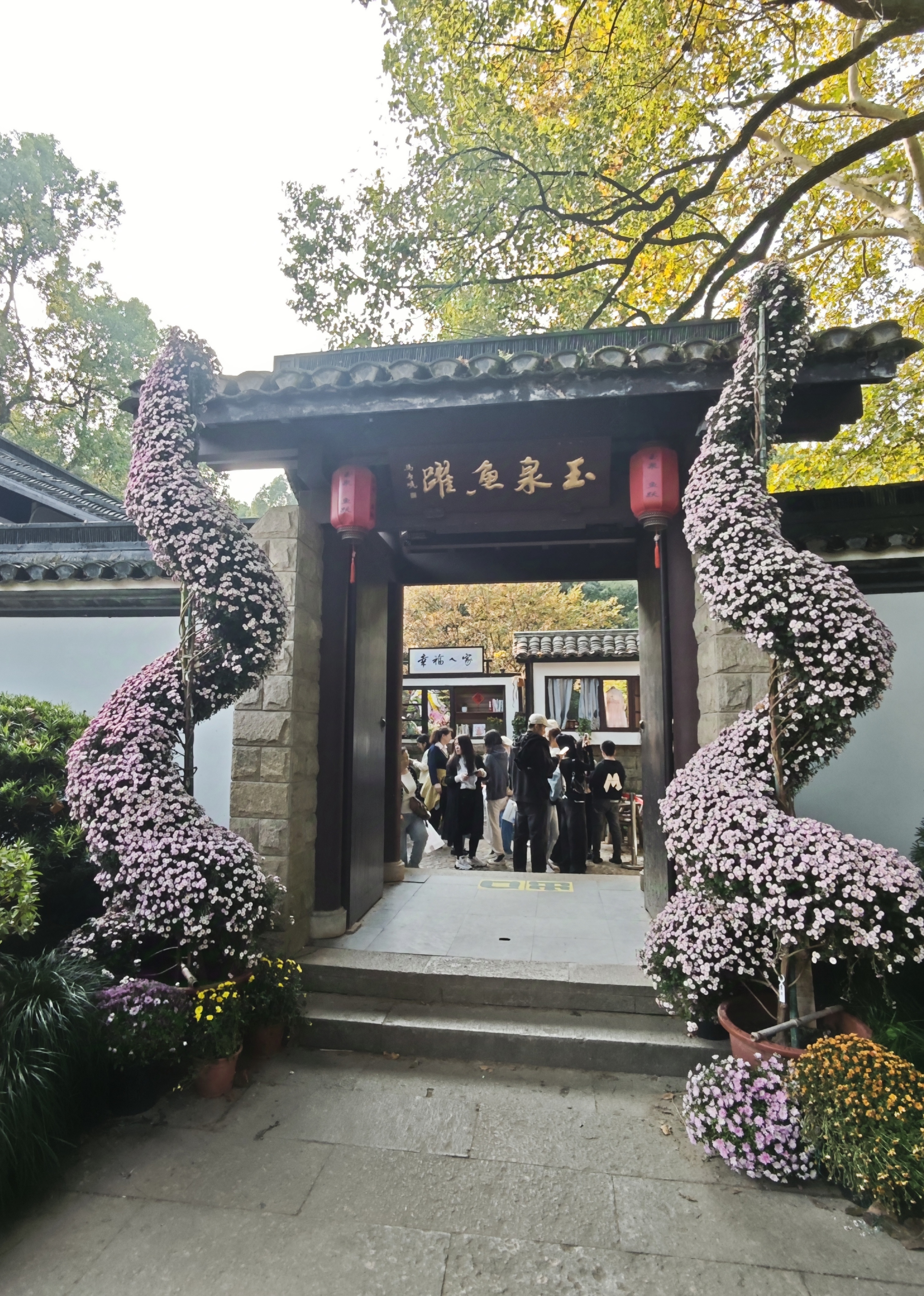 杭州植物园赏菊