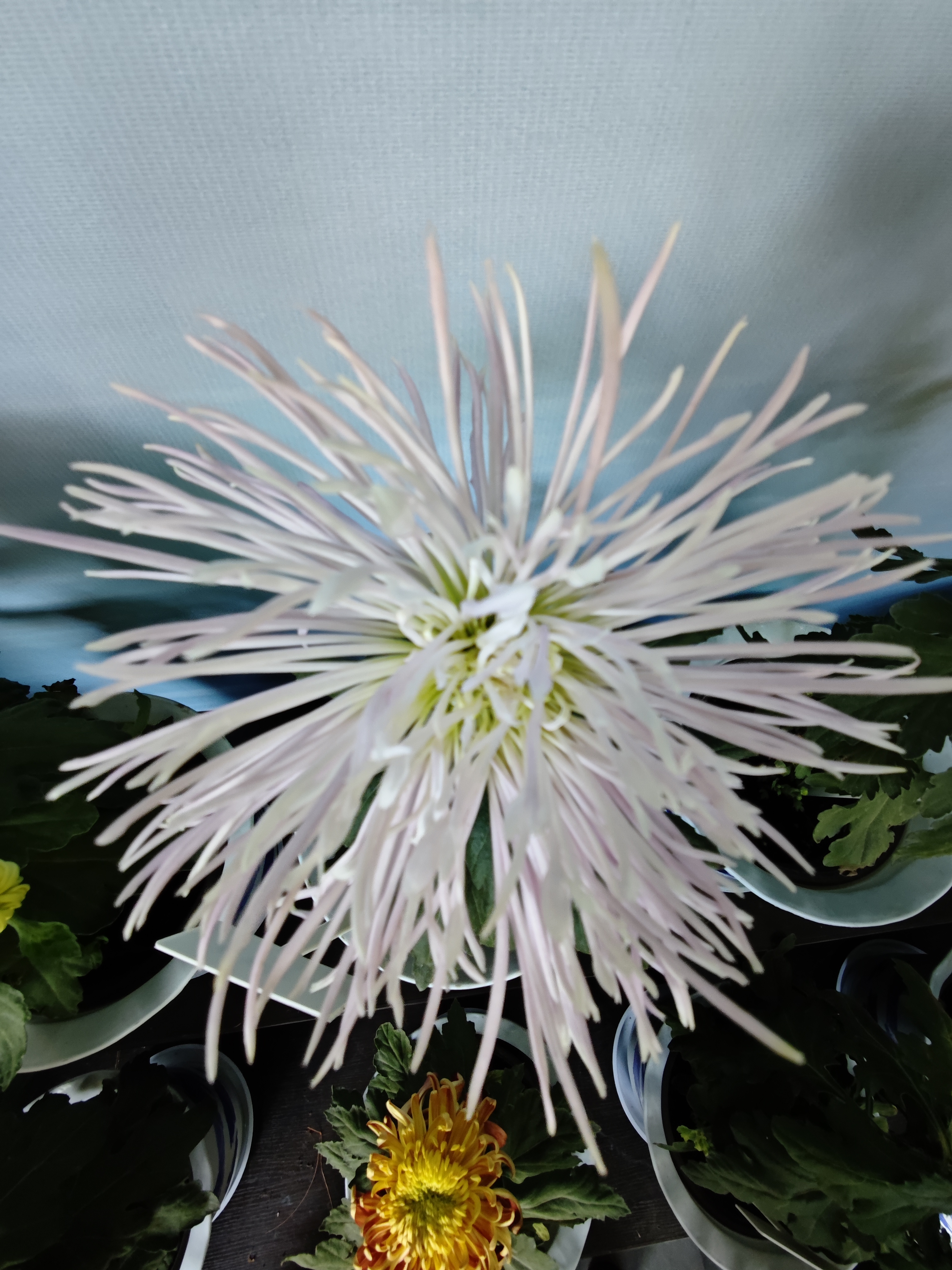 杭州植物园赏菊