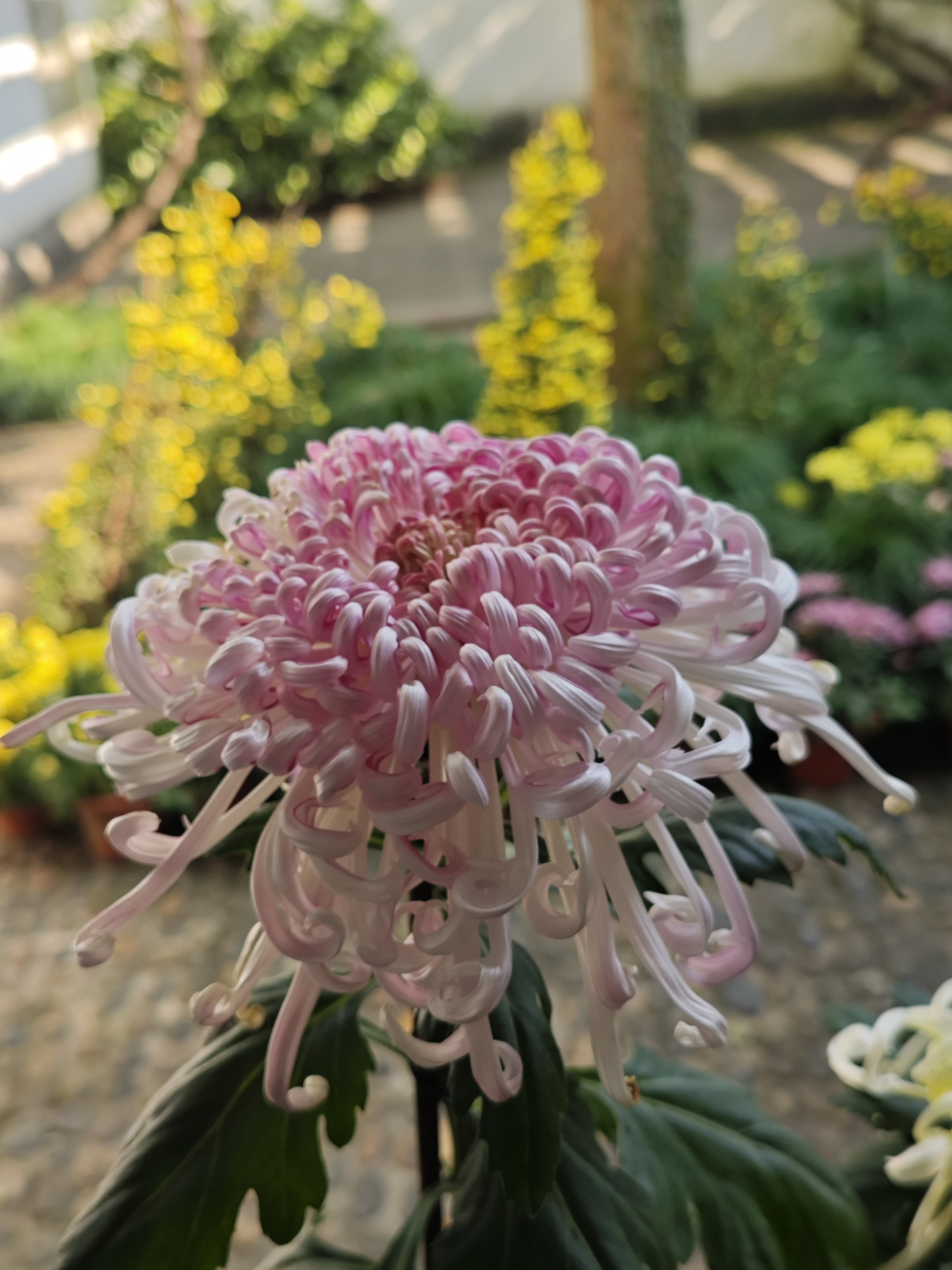 杭州植物园赏菊
