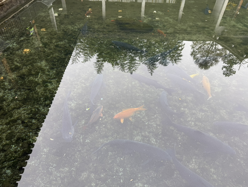杭州植物园玉泉鱼跃