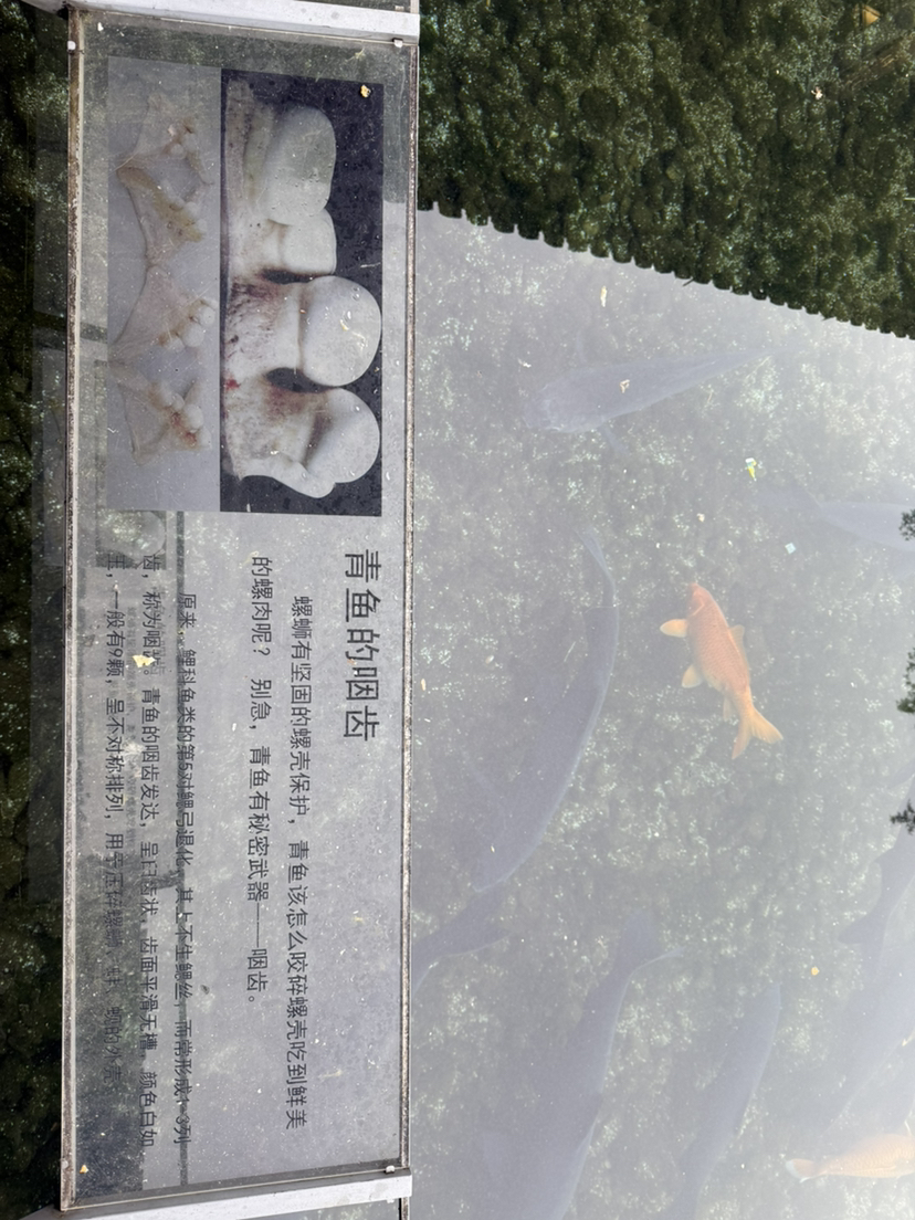 杭州植物园玉泉鱼跃