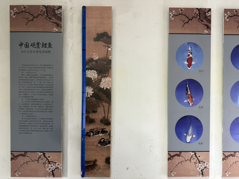 杭州植物园玉泉鱼跃