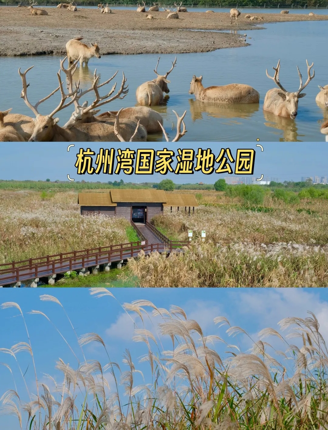 杭州湾国家湿地公园