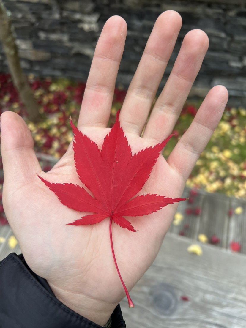 九寨沟彩林盛宴