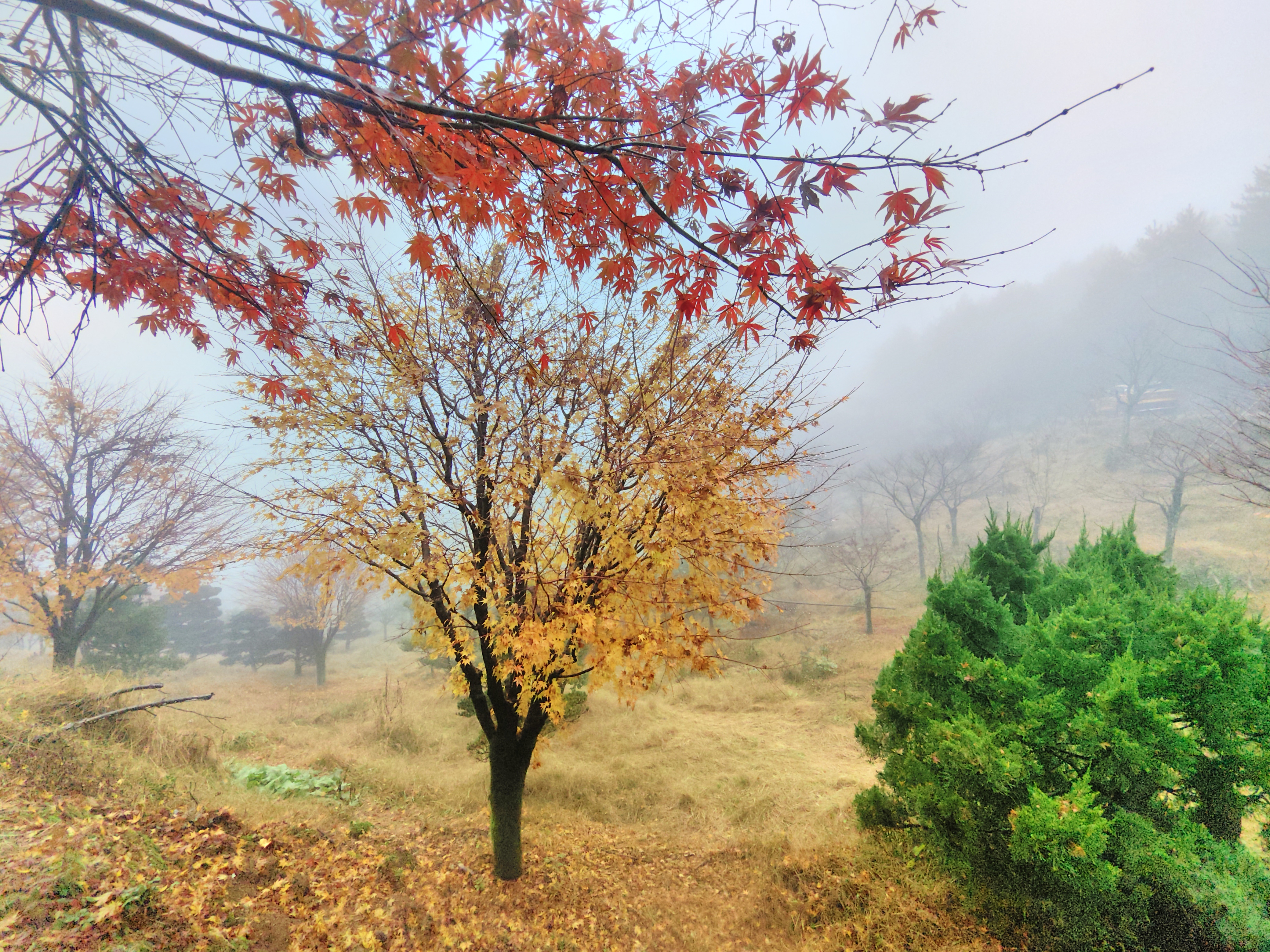 烟雨十字裤