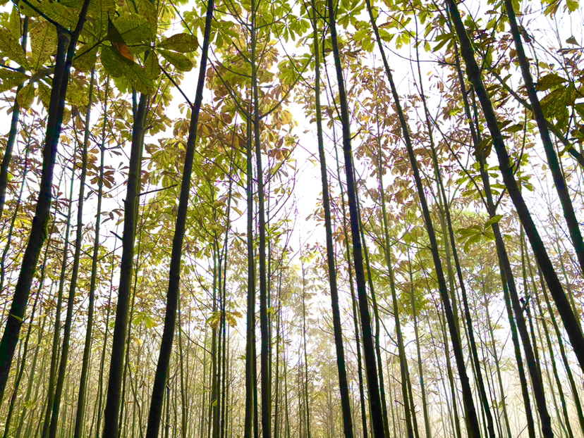 蒲虹路