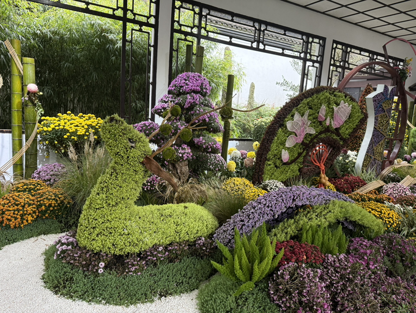 杭州植物园菊花展