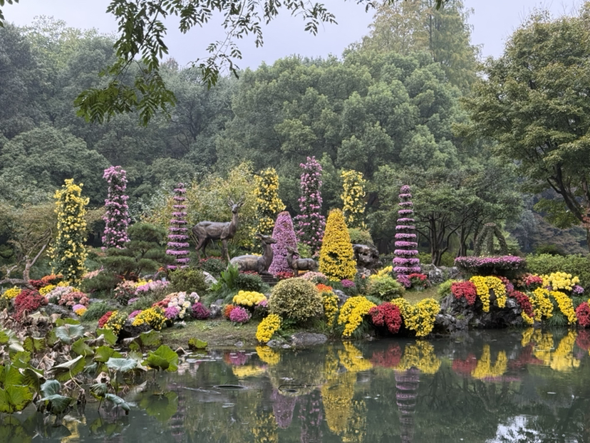 杭州植物园菊花展