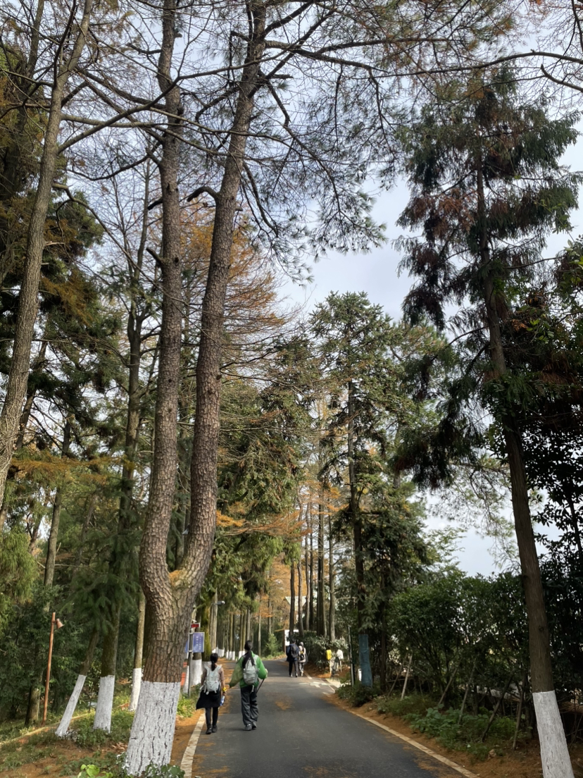 莫干山,蒋公古道徒步,一次自然和历史的对话之旅