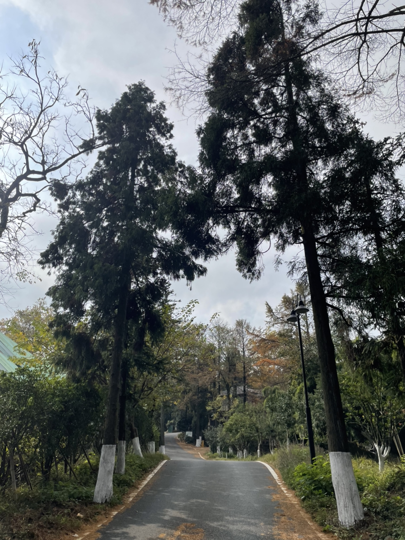 莫干山,蒋公古道徒步,一次自然和历史的对话之旅