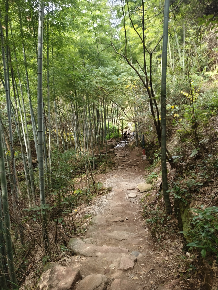 莫干山,蒋公古道徒步,一次自然和历史的对话之旅
