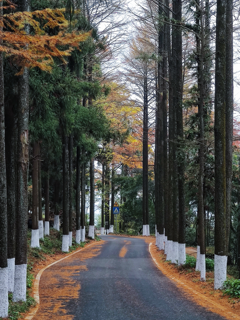 莫干山,蒋公古道徒步,一次自然和历史的对话之旅