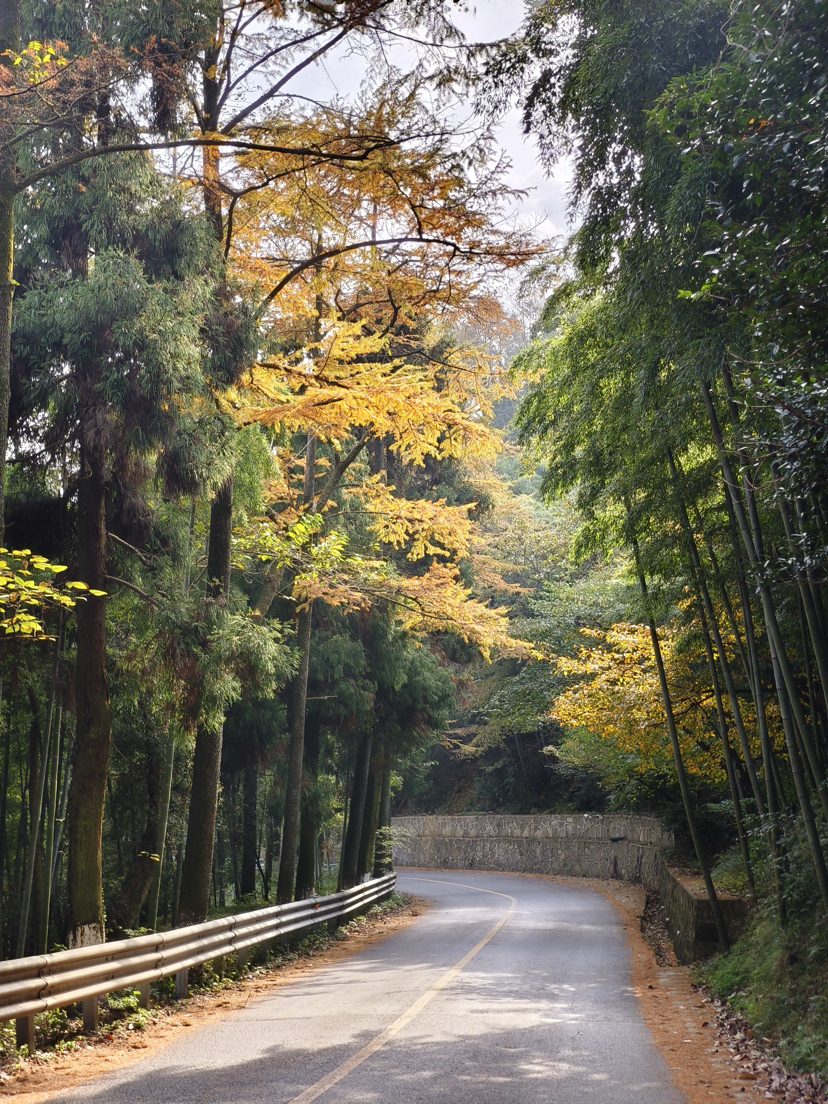 莫干山,蒋公古道徒步,一次自然和历史的对话之旅