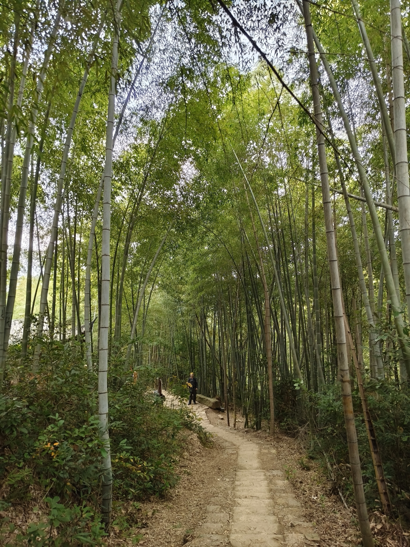 莫干山,蒋公古道徒步,一次自然和历史的对话之旅