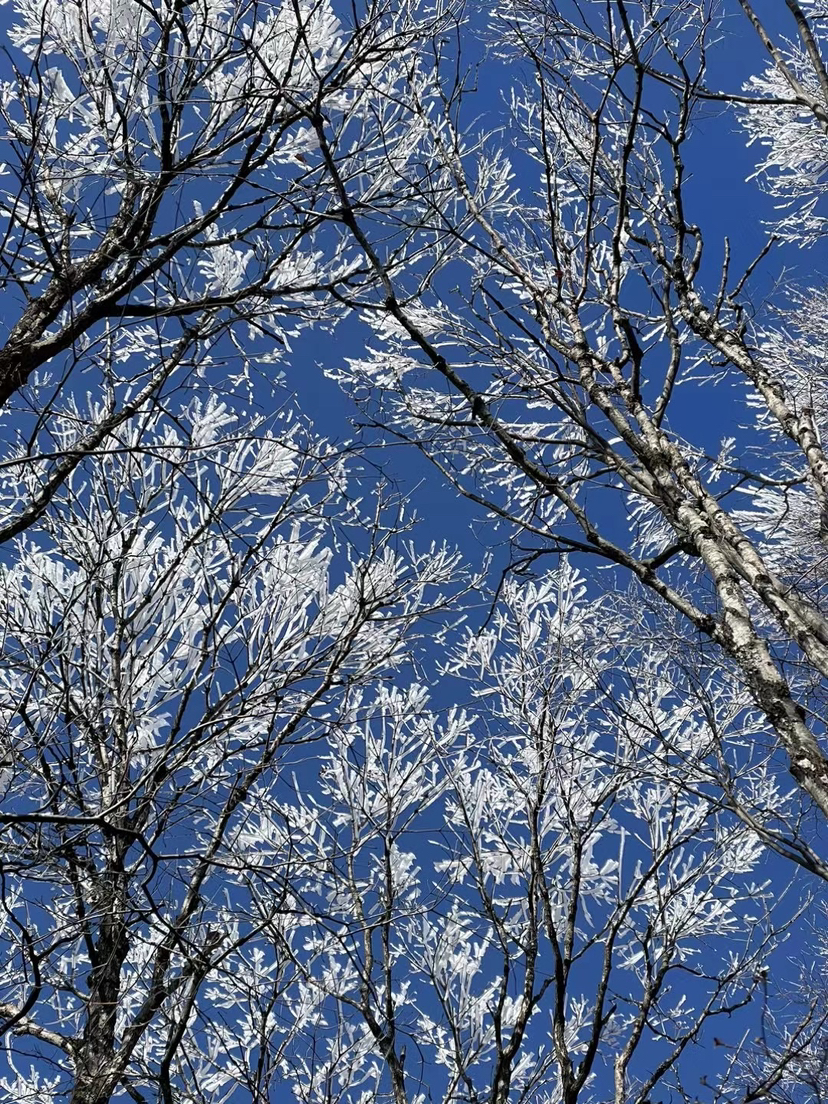 龙王山赏雪