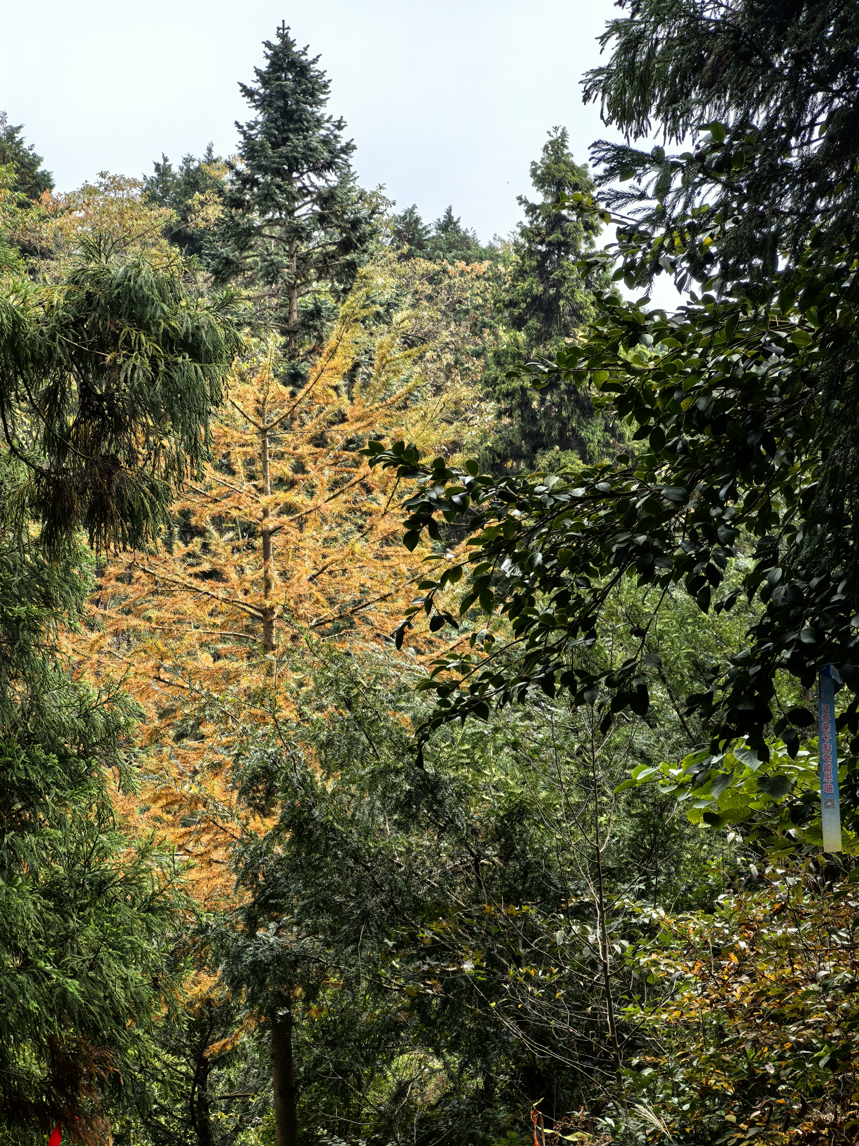 秋游：东岗山小森林