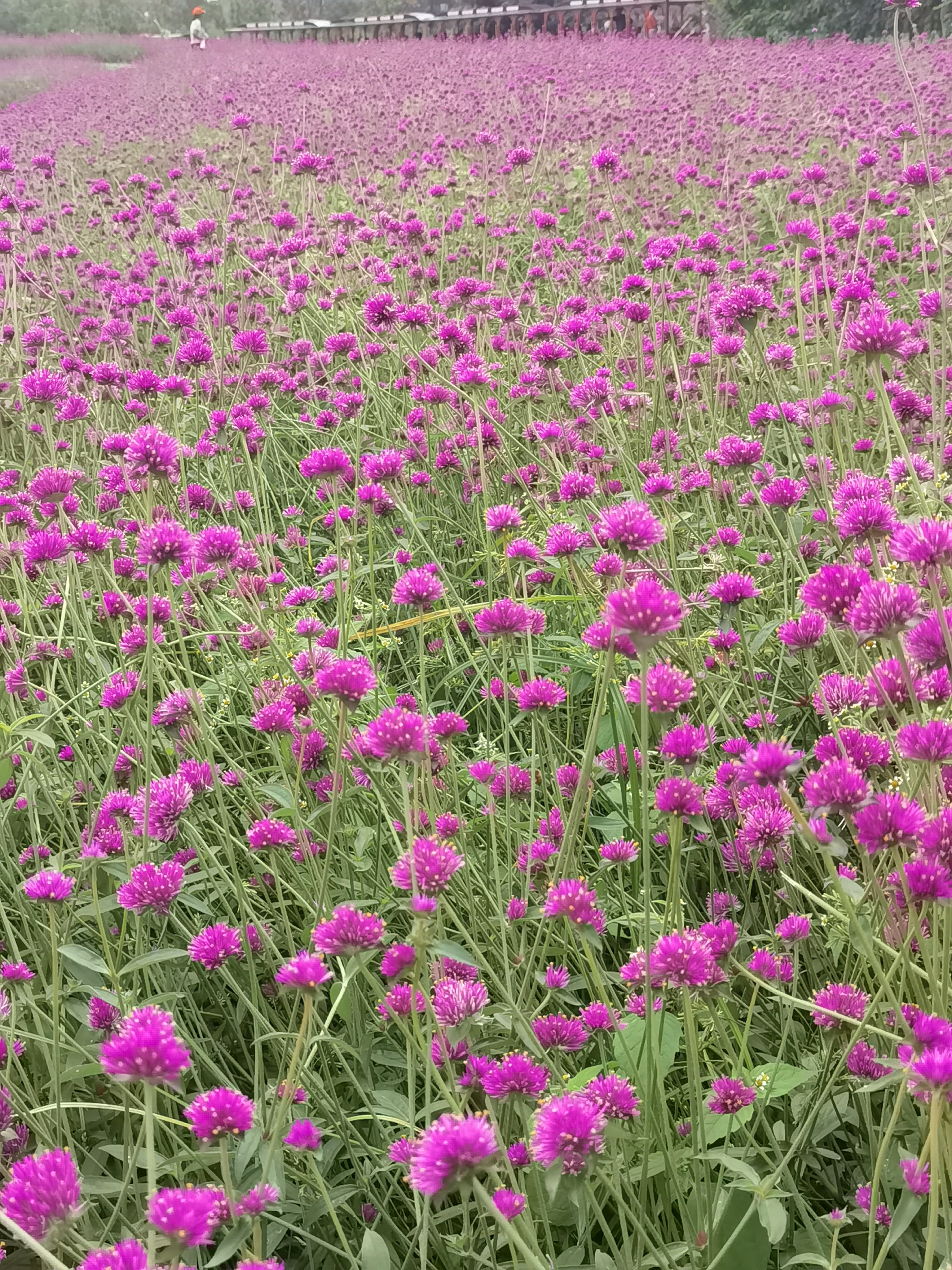 径山花海