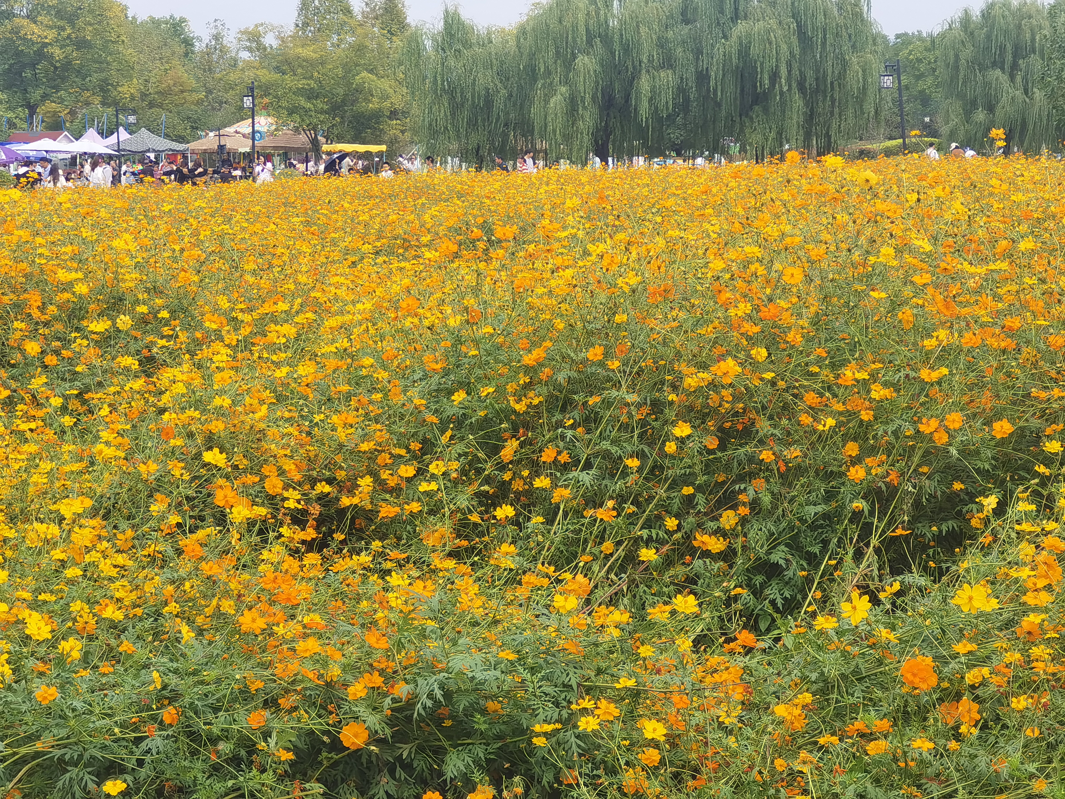 径山花海