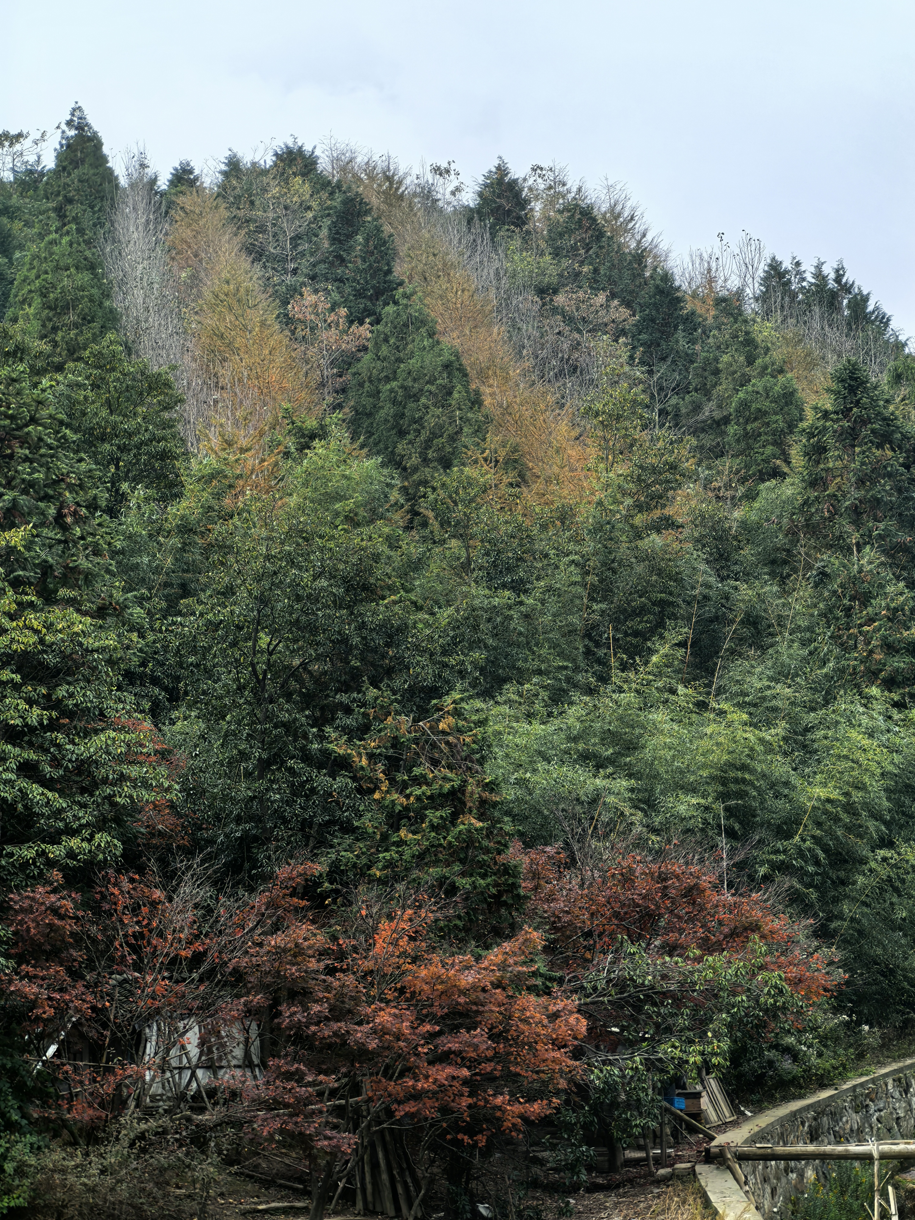 秋游：东岗山小森林