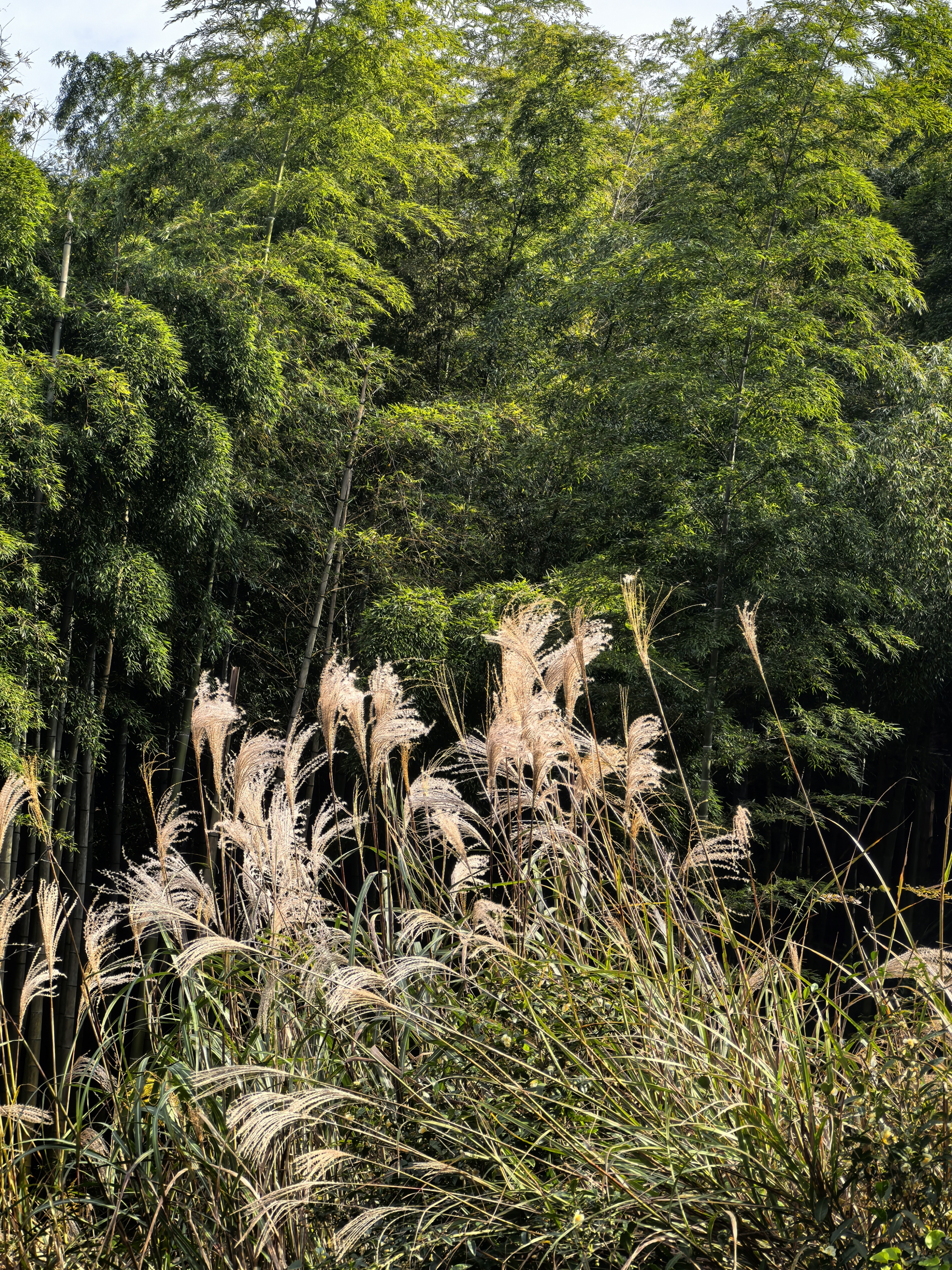 秋游：东岗山小森林