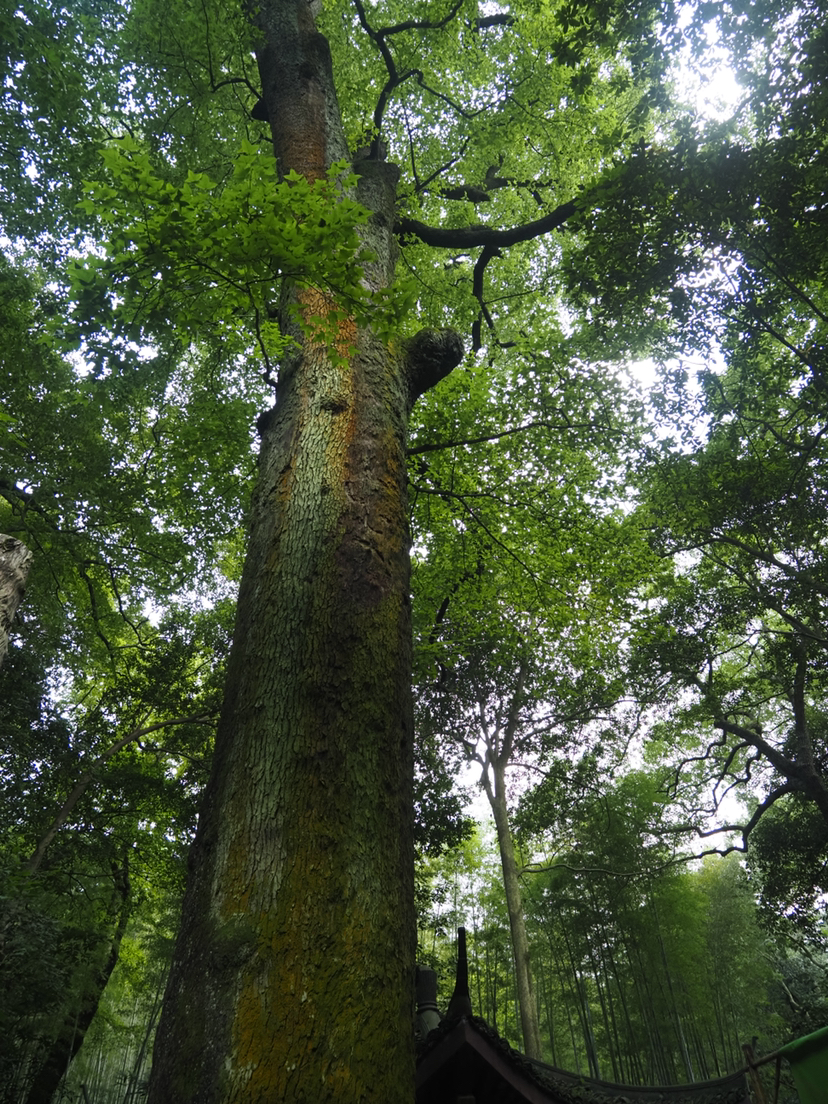 九溪龙井村