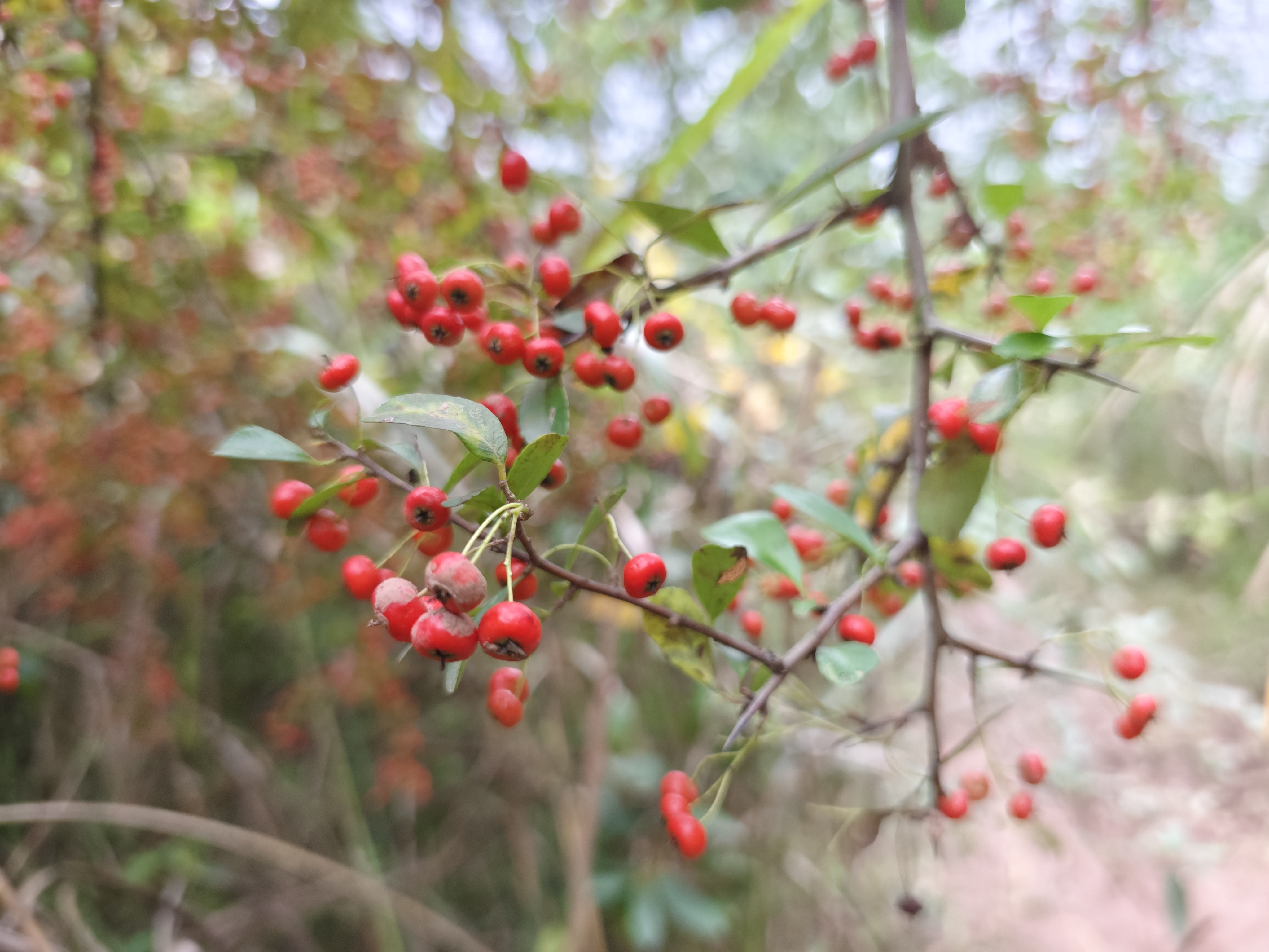 龙泉山环线