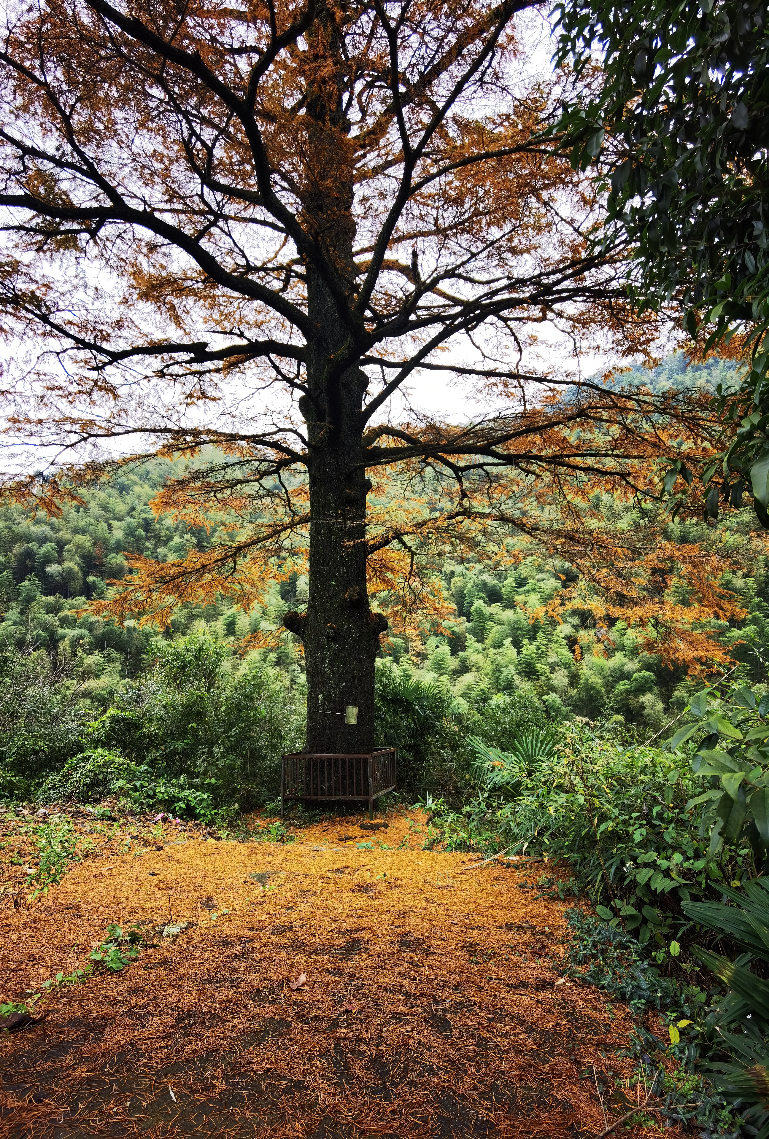 东岗山