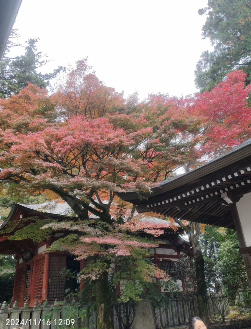 日本高尾山药王院,是位在日本东京都八王子市高尾山的寺院,真言宗智山派大本山。山号“高尾山”。本尊药师如来・饭绳权现、圣武