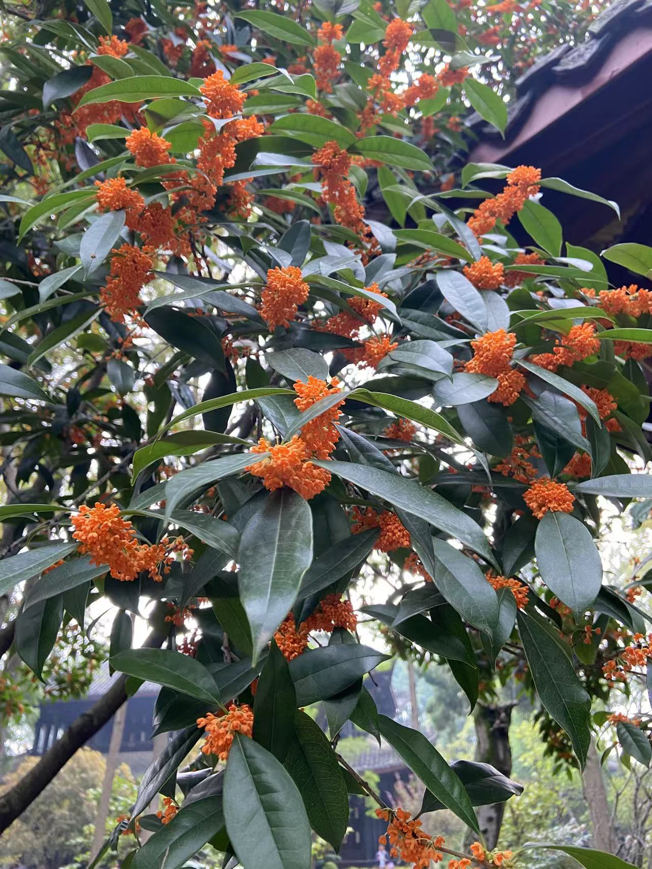 桂花