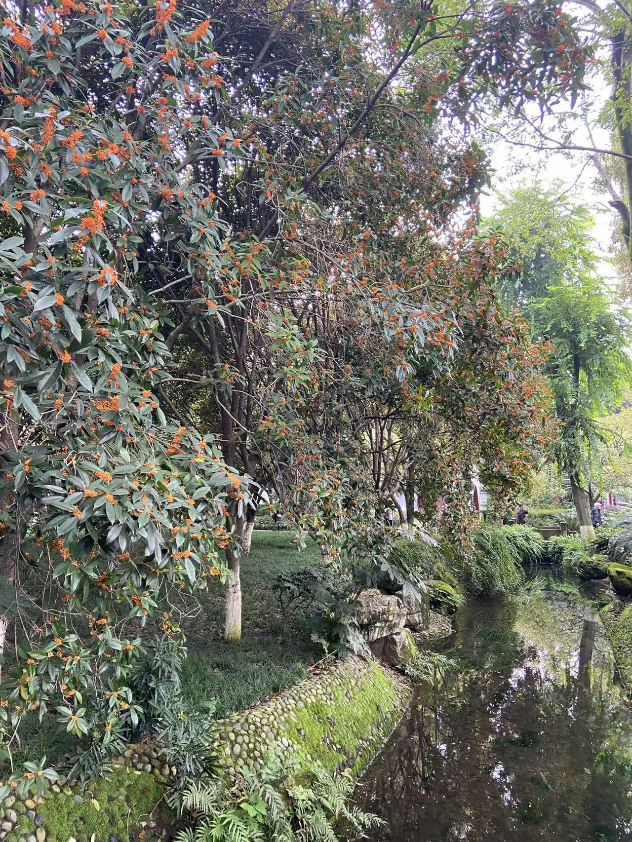 桂花