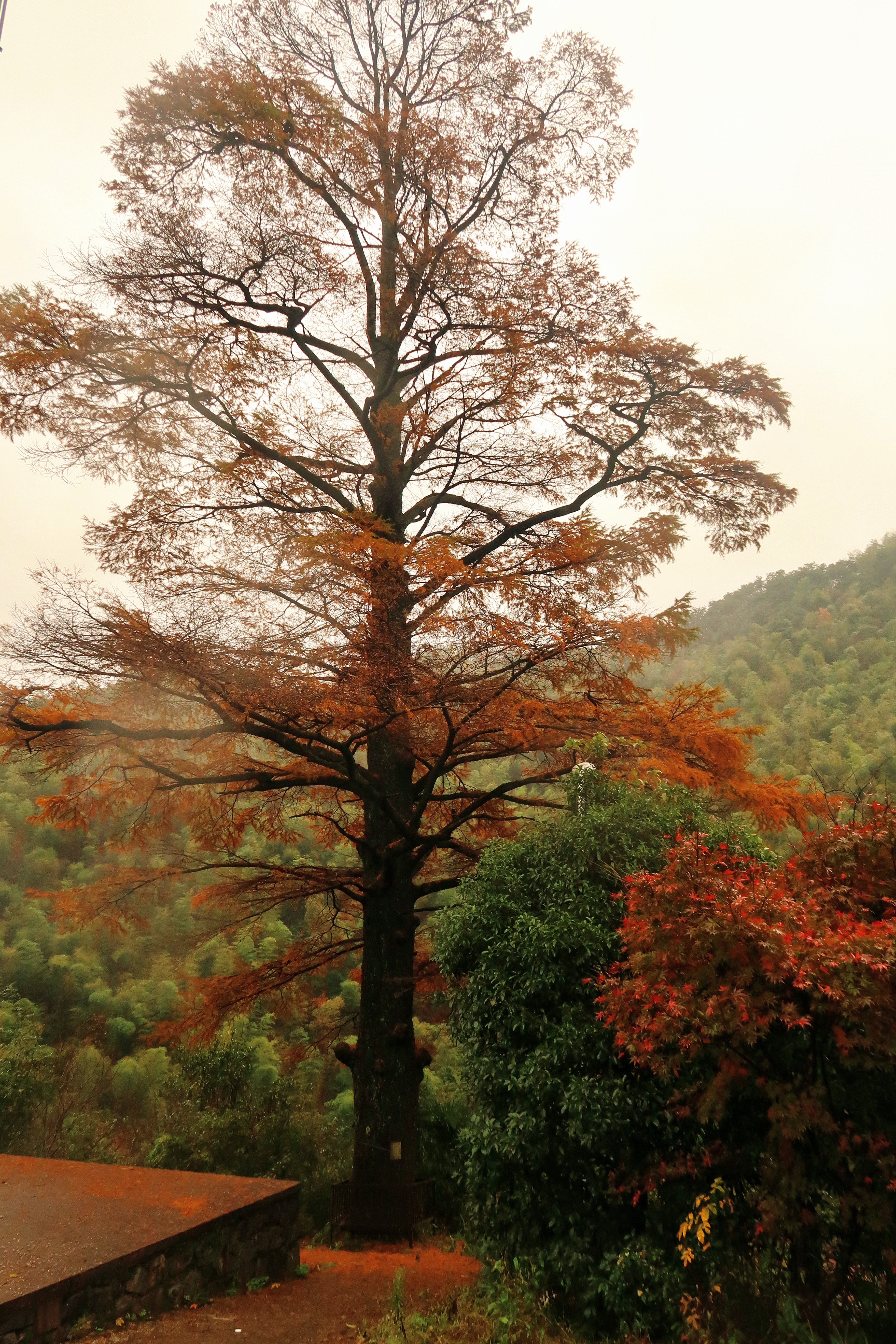 余姚东山岗