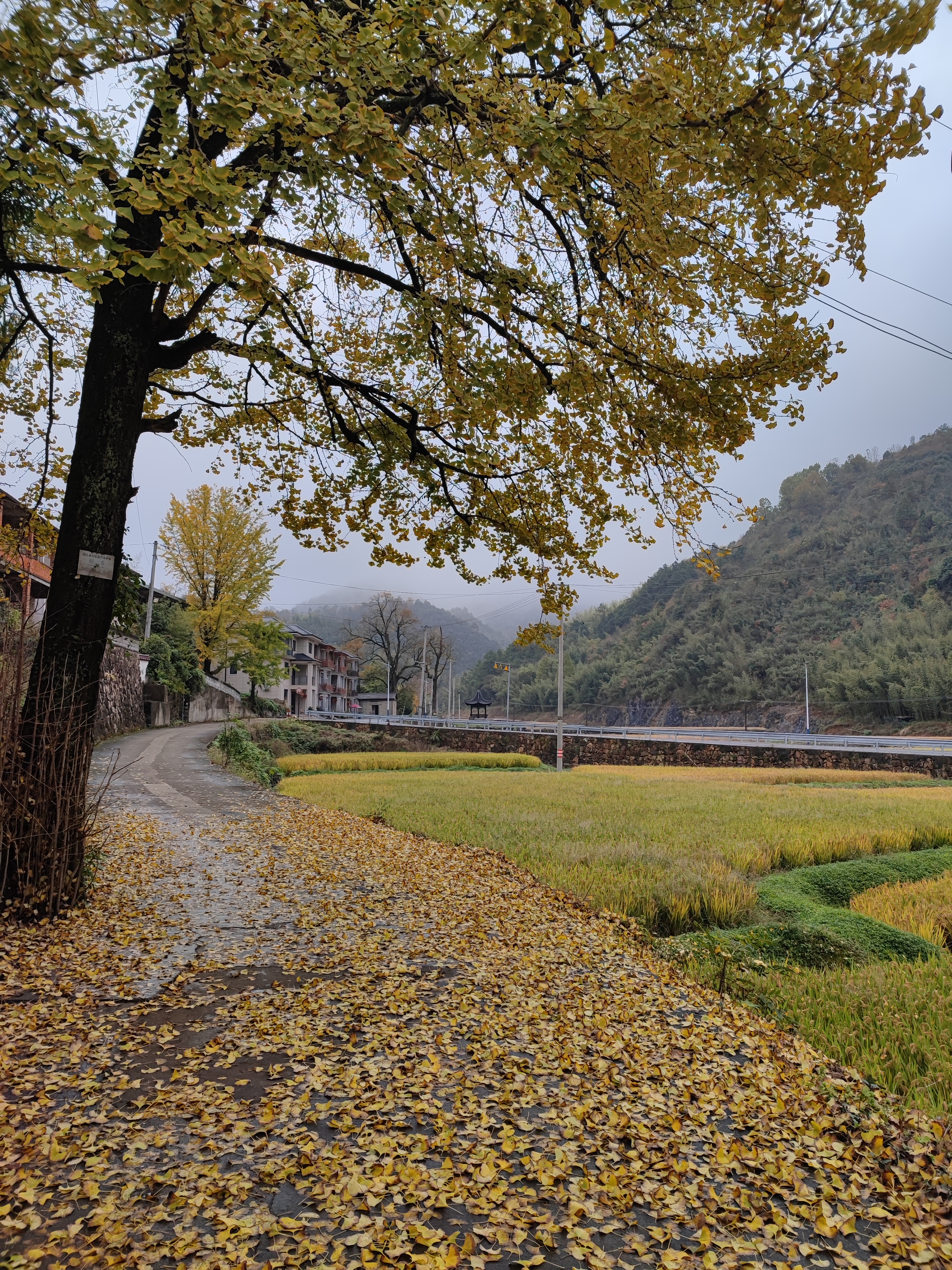 杨家村