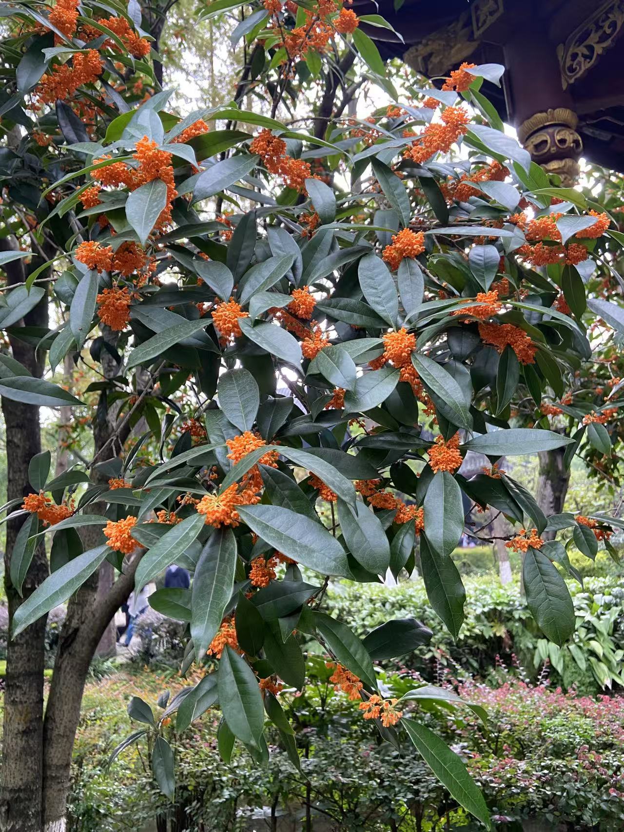 桂花