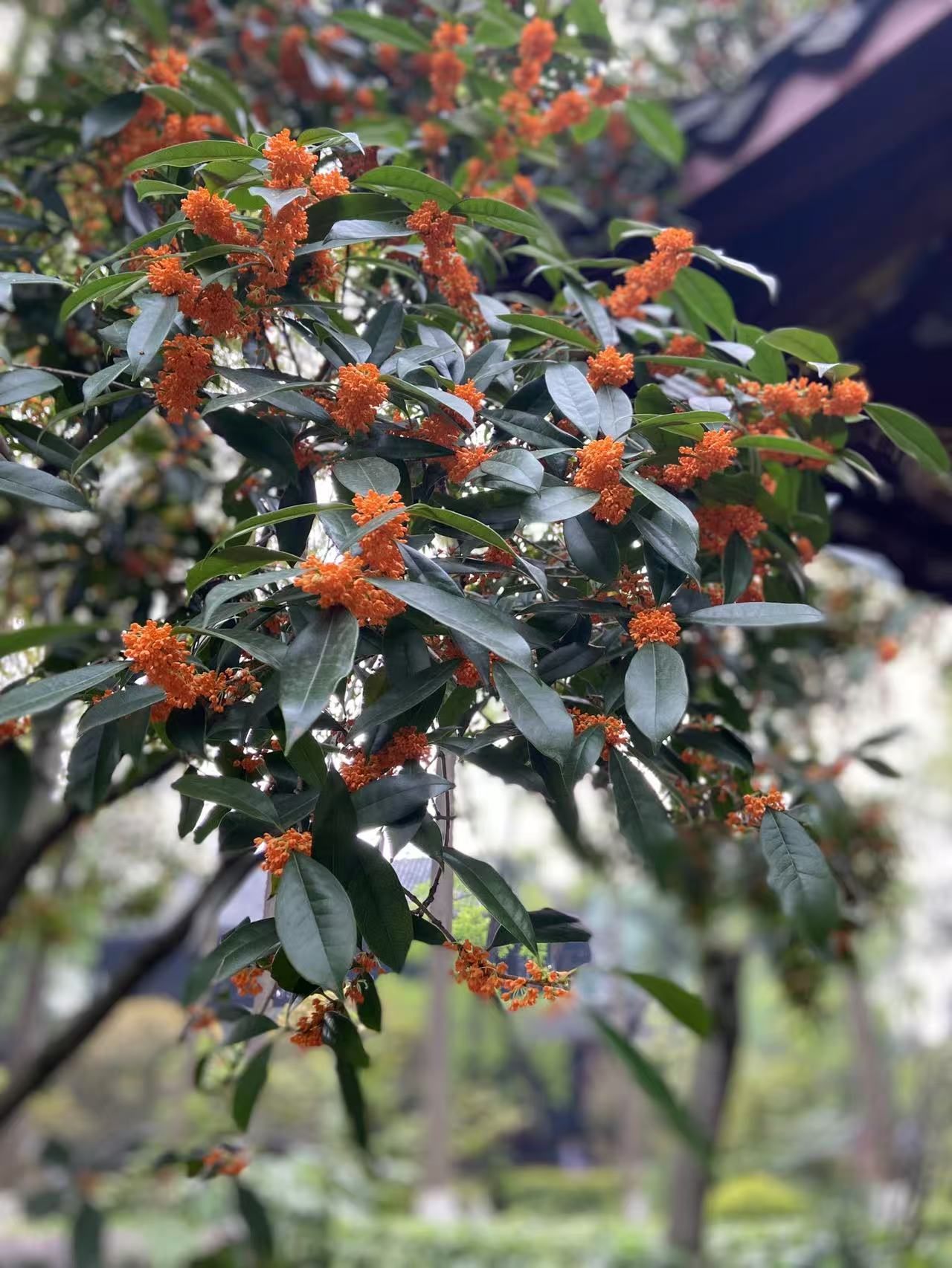 桂花