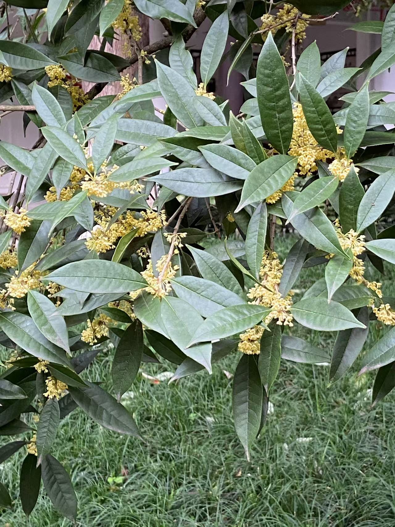 桂花