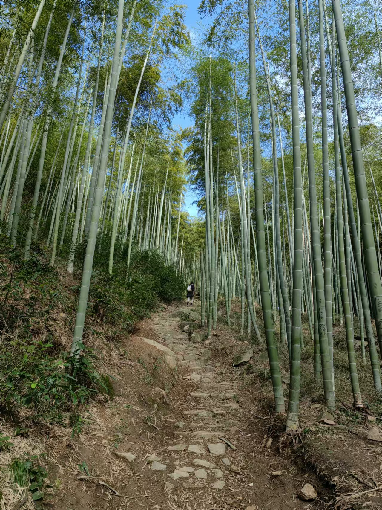 天姥山赏柿
