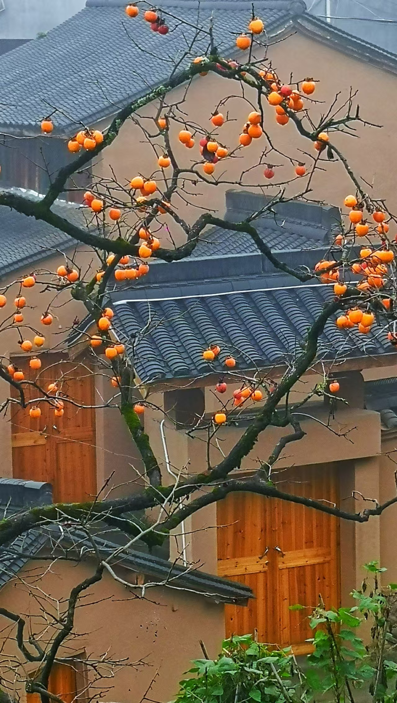 天姥山赏柿