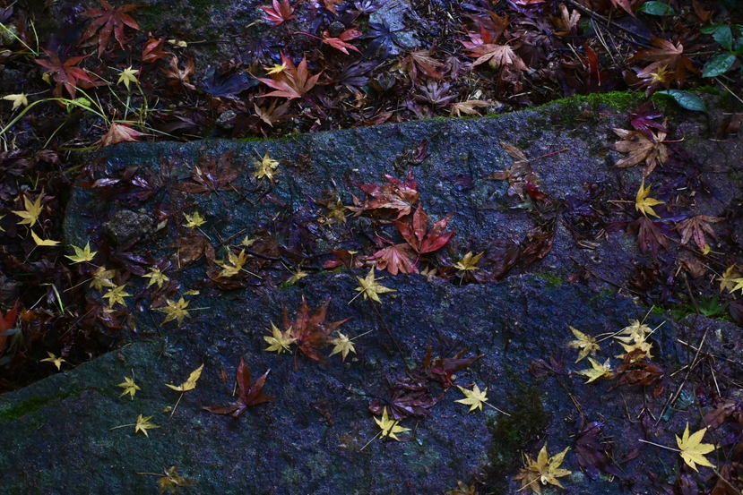 人行秋雨两岩间 雪窦山行